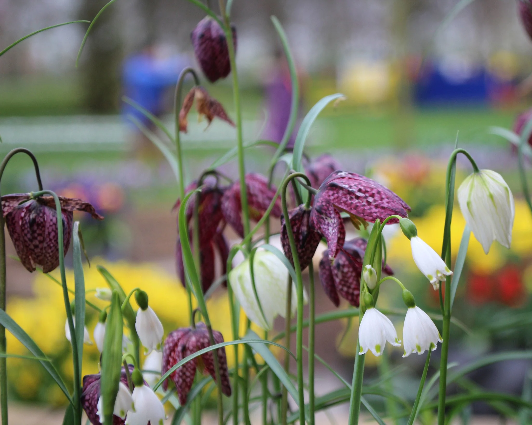 Fritillaria meleagris 'Mix' - Image 8
