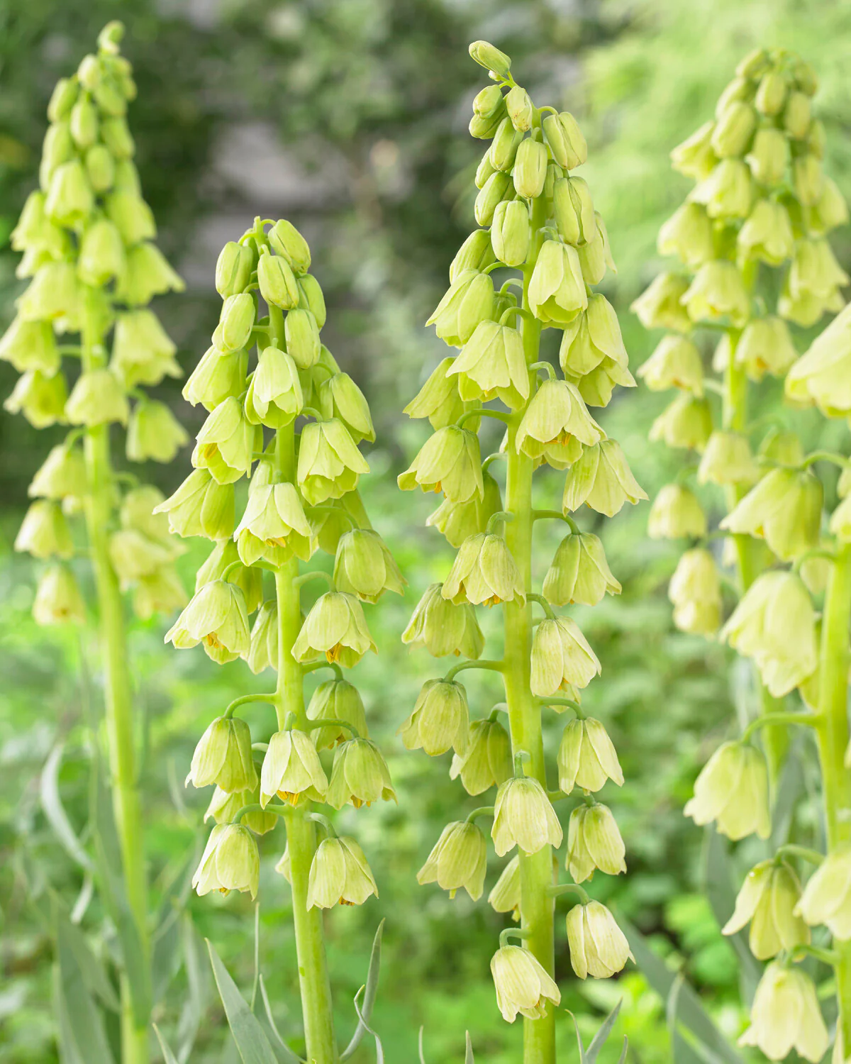 Fritillaria persica 'Alba'
