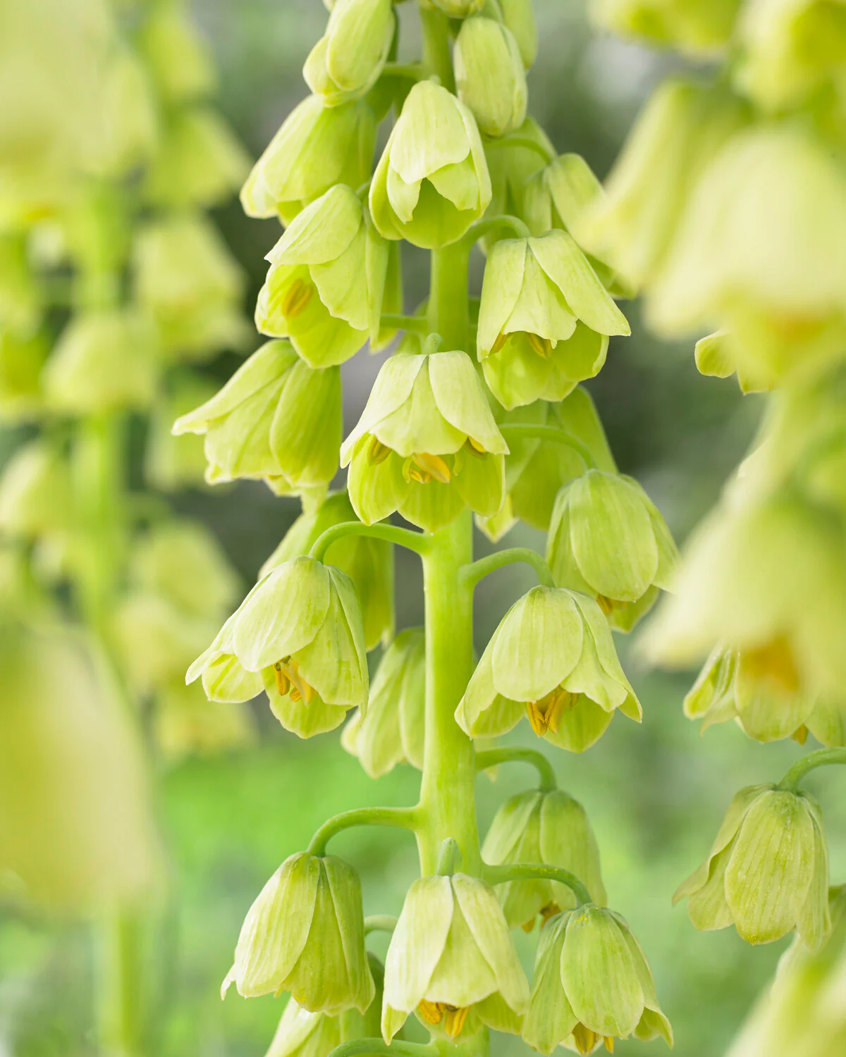 Fritillaria persica 'Alba' - Image 2