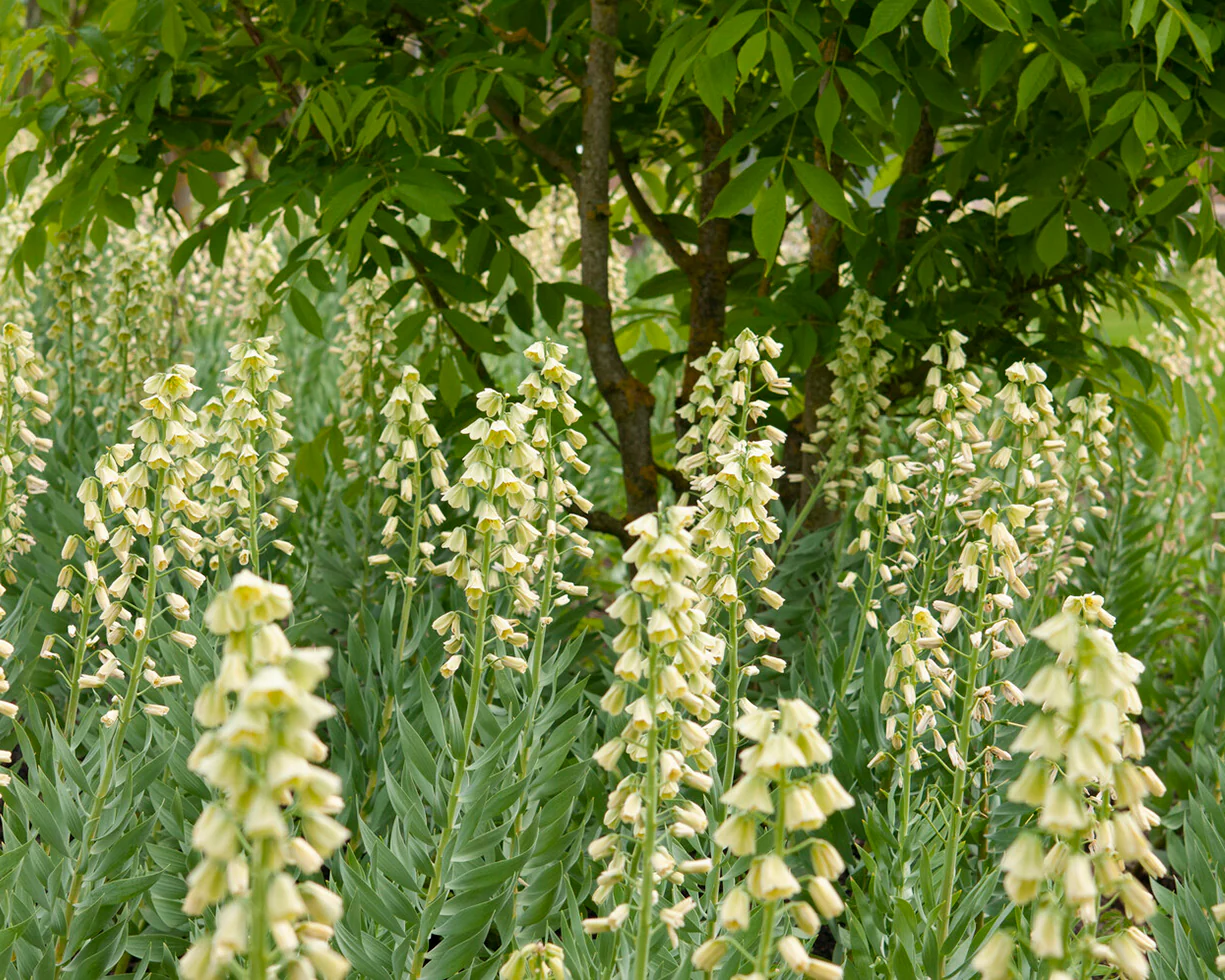 Fritillaria persica 'Alba' - Image 4