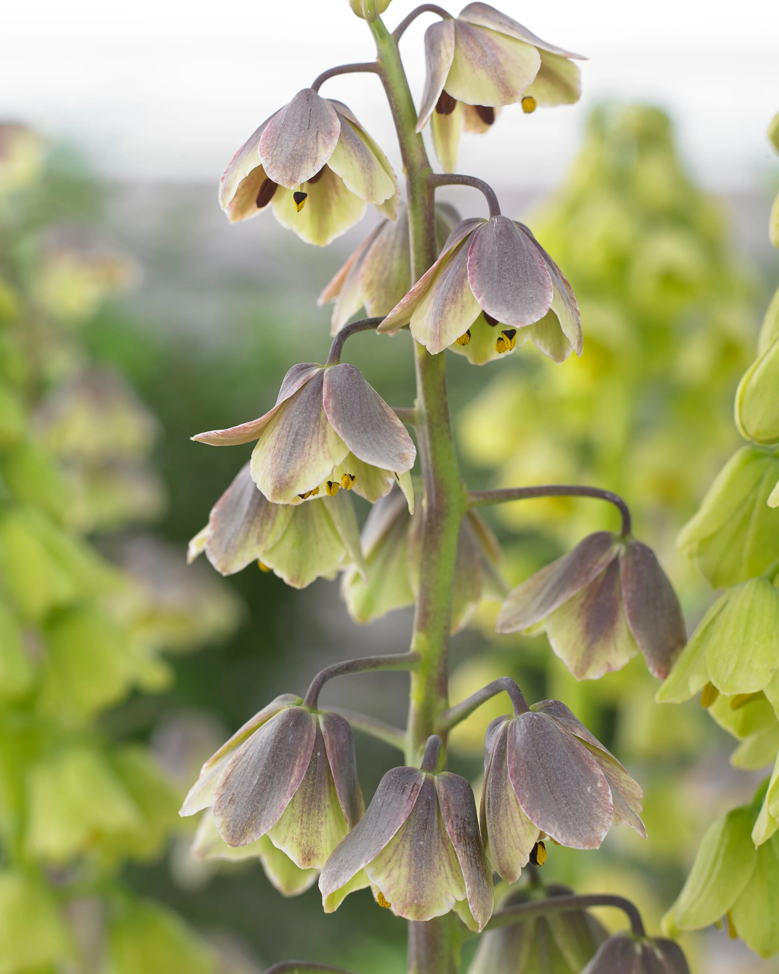 Fritillaria 'Green Dreams' - Image 2