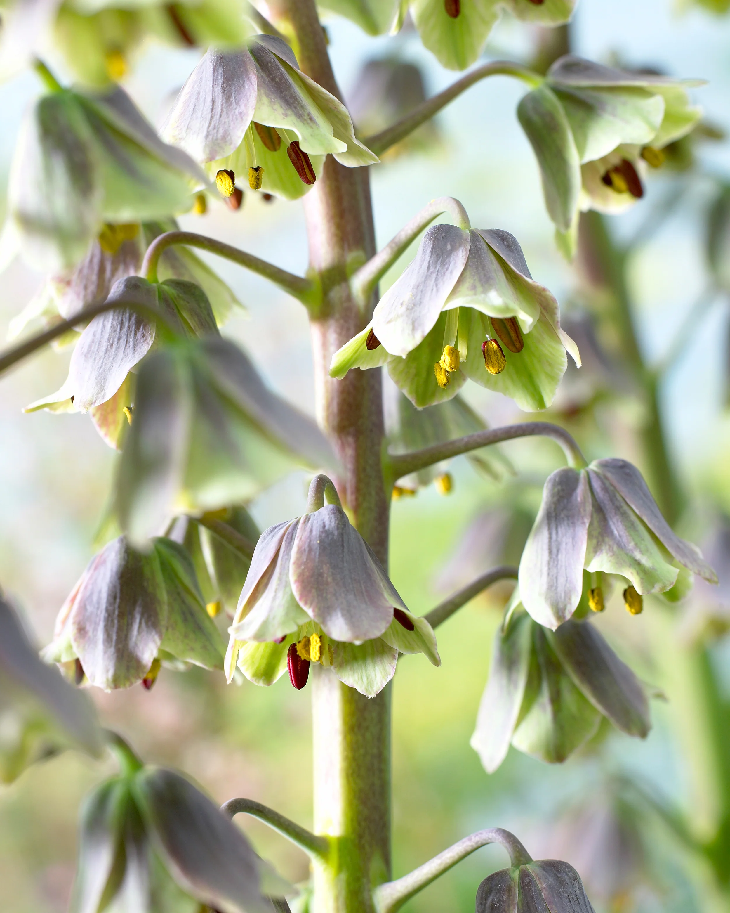 Fritillaria 'Green Dreams' - Image 3