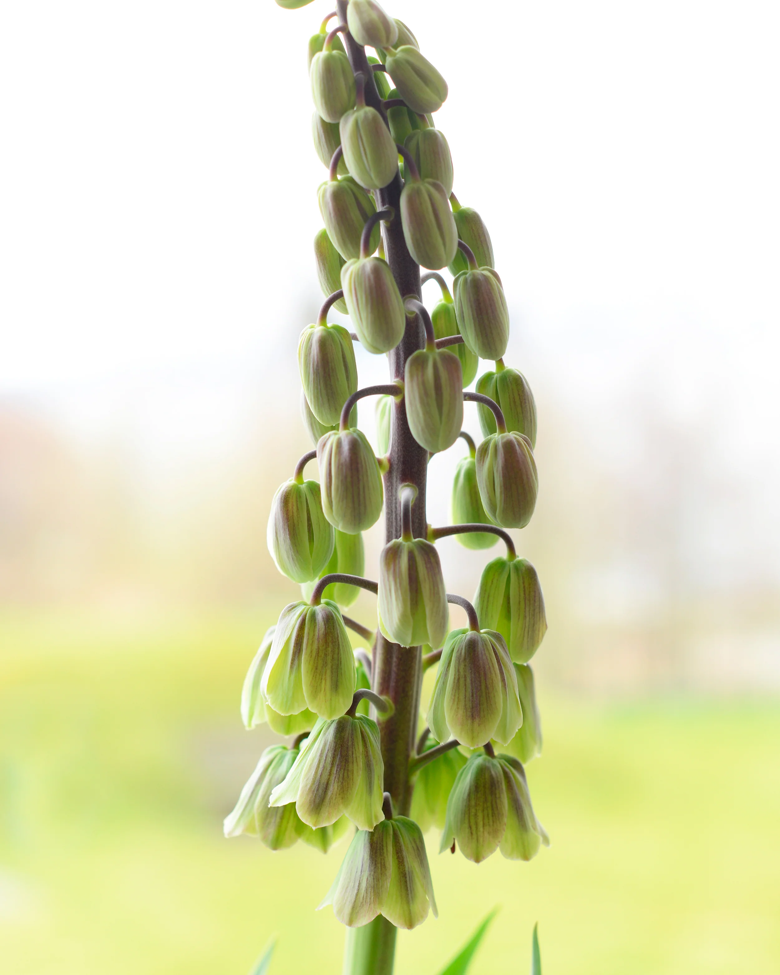 Fritillaria 'Green Dreams' - Image 6