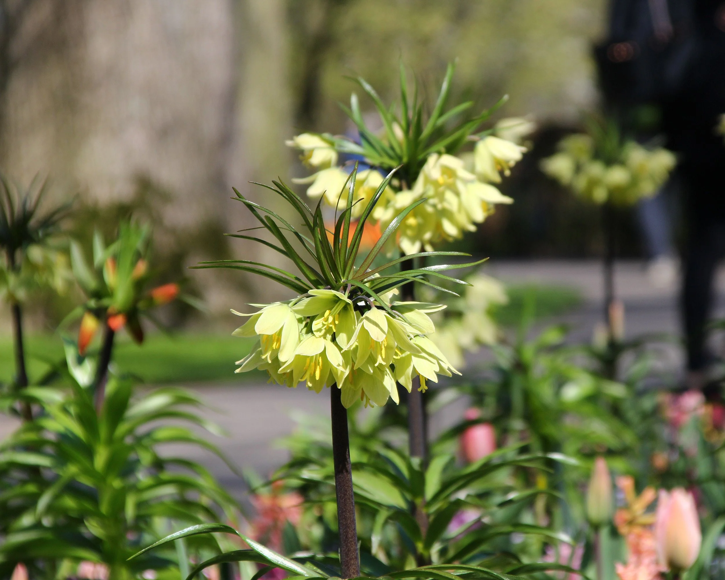 Fritillaria 'Raddeana' - Image 3