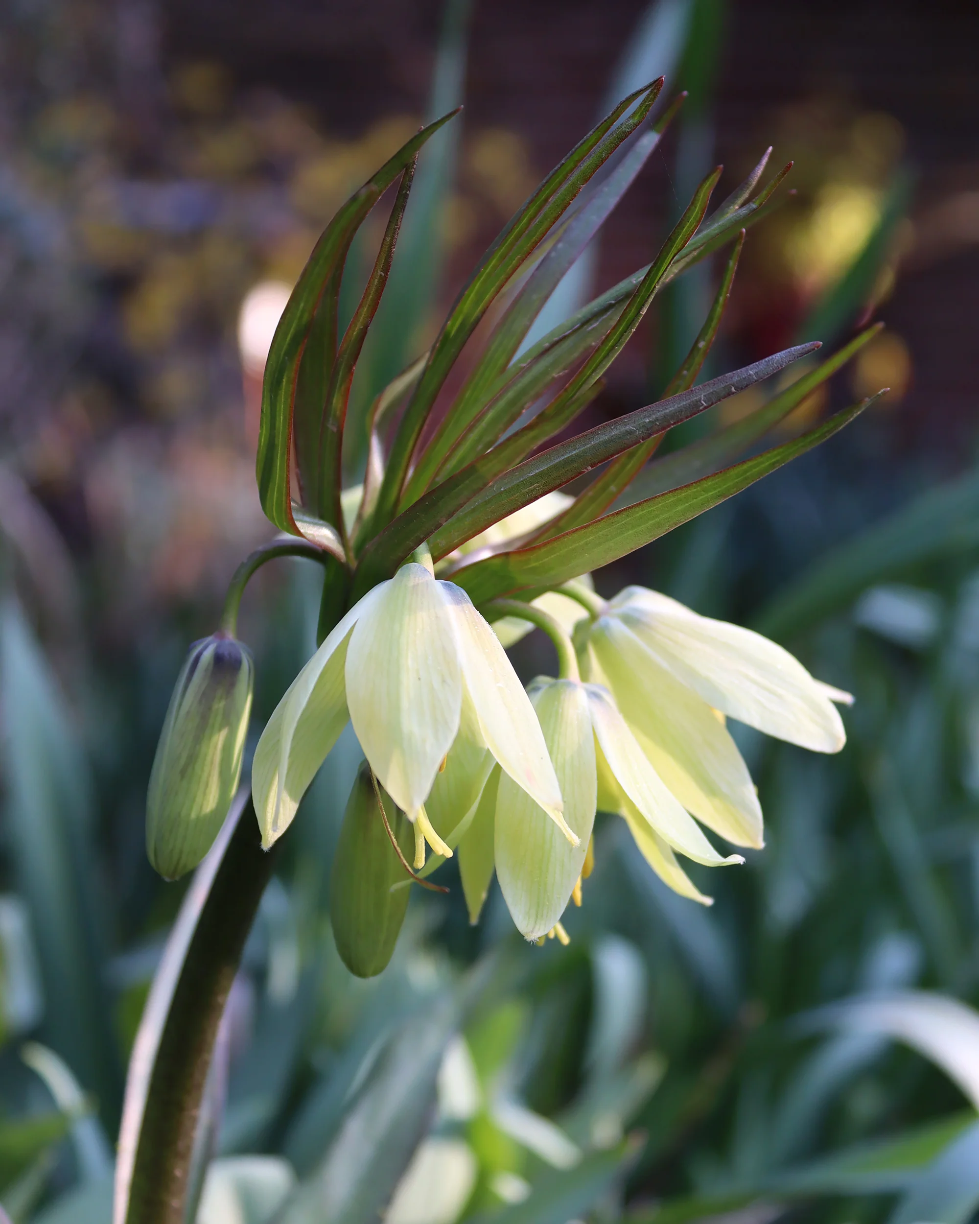 Fritillaria 'Raddeana' - Image 5