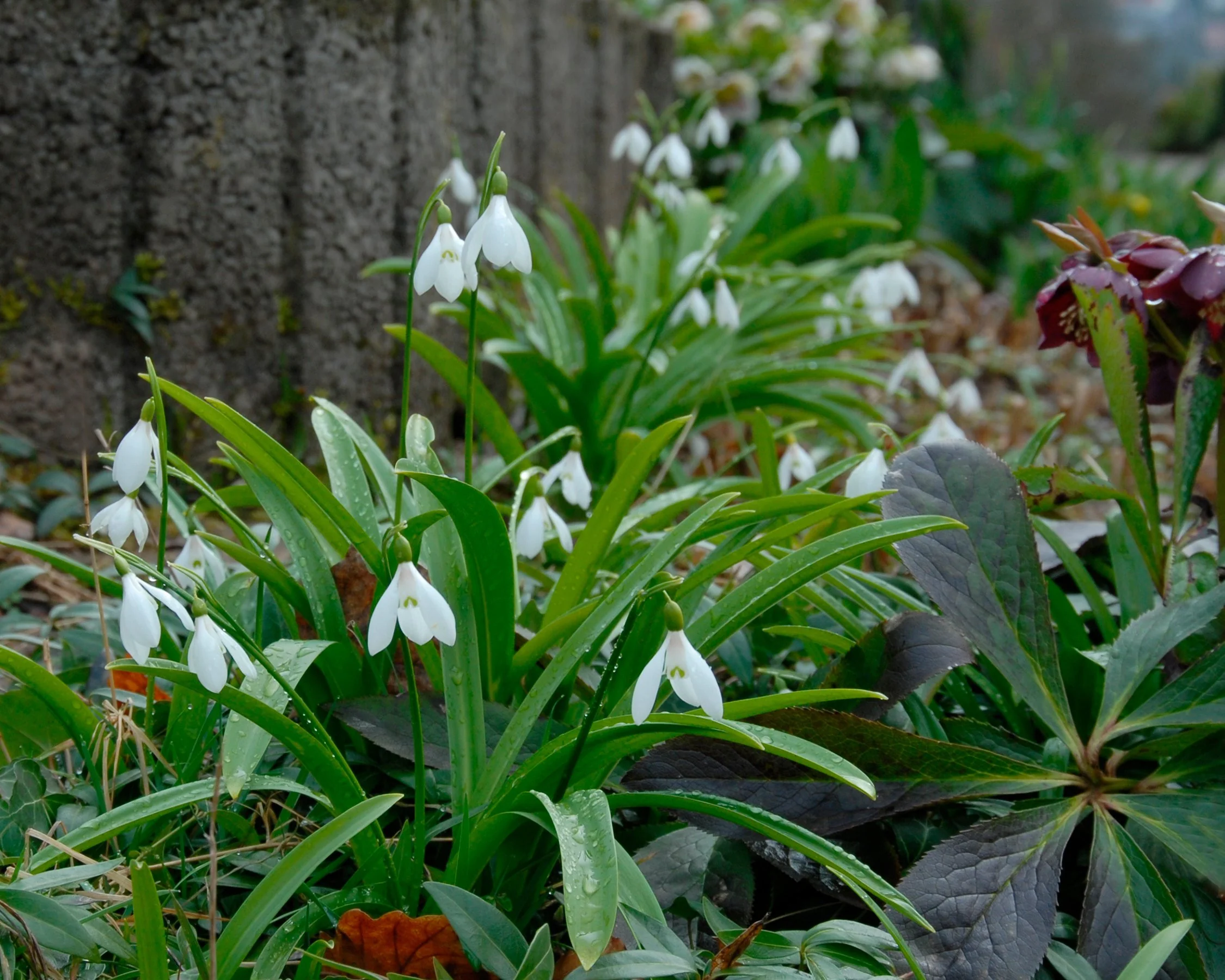 Galanthus woronowii - Image 2
