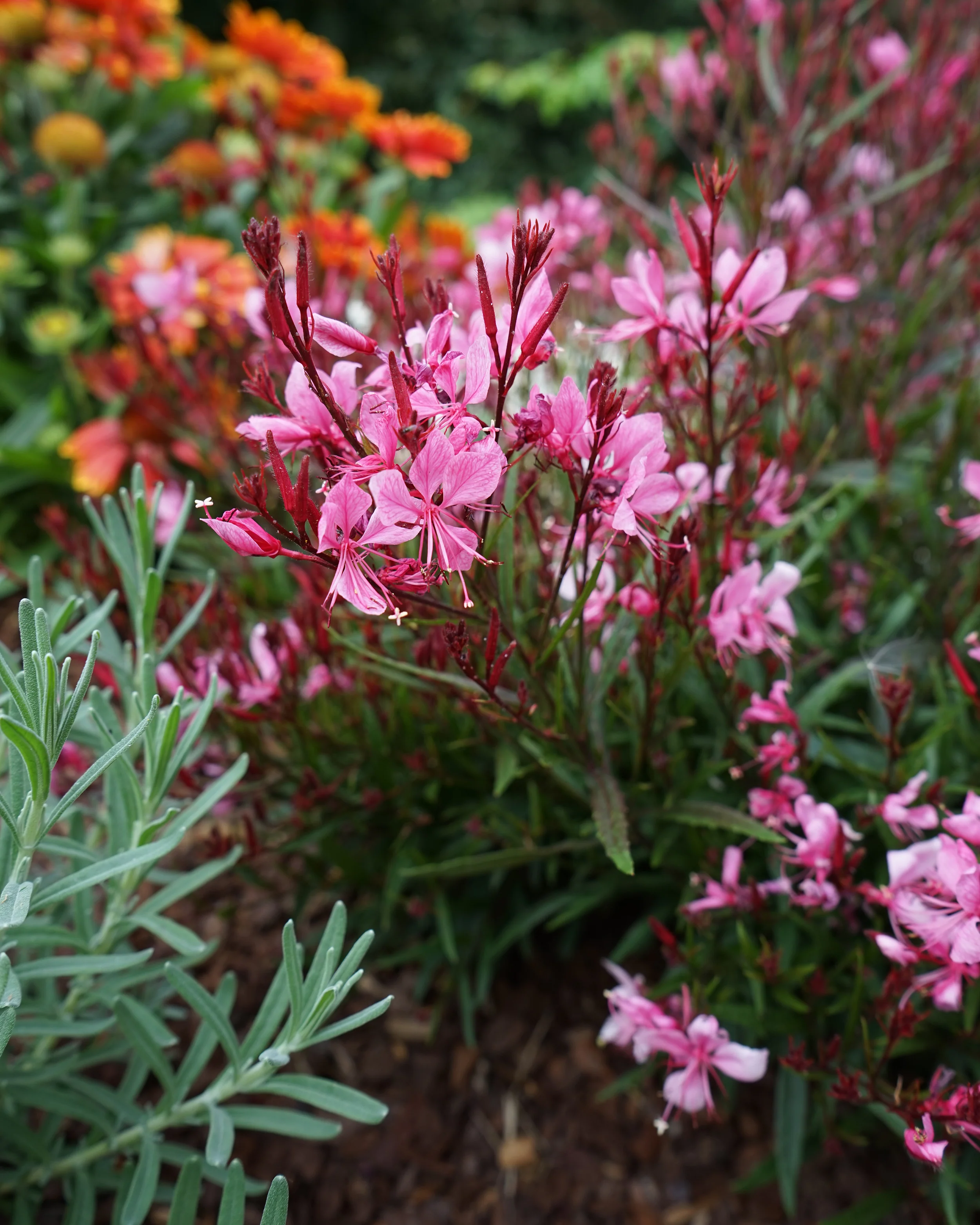 Gaura 'Baby Butterfly Dark Pink' - Image 6