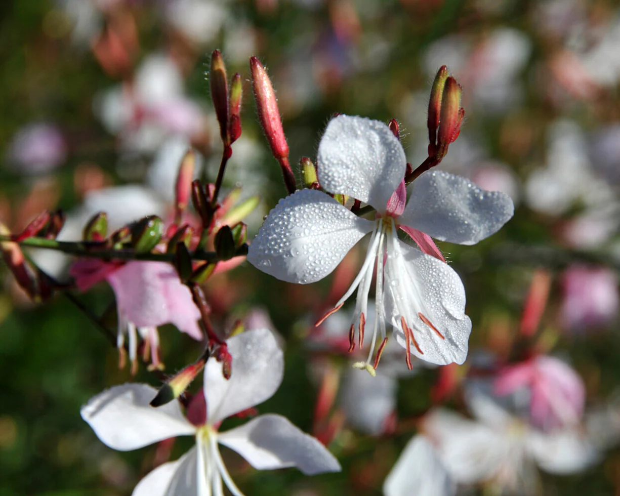Gaura lindheimeri - Image 5