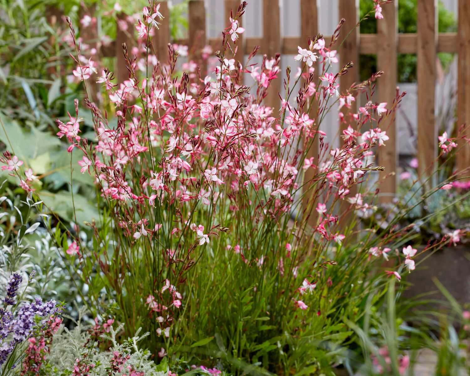 Gaura 'Rosy Jane' - Image 3