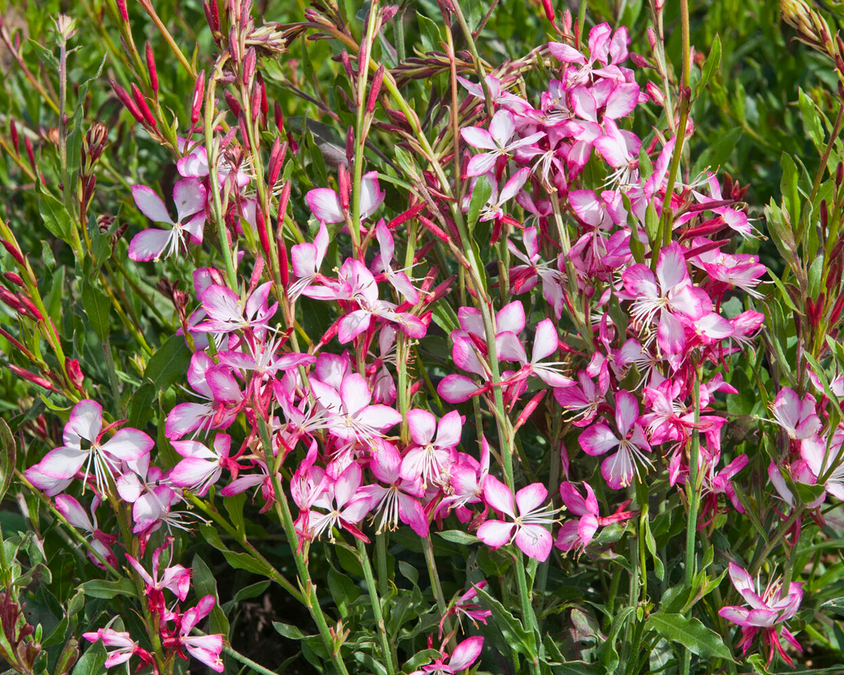 Gaura 'Rosy Jane' - Image 7