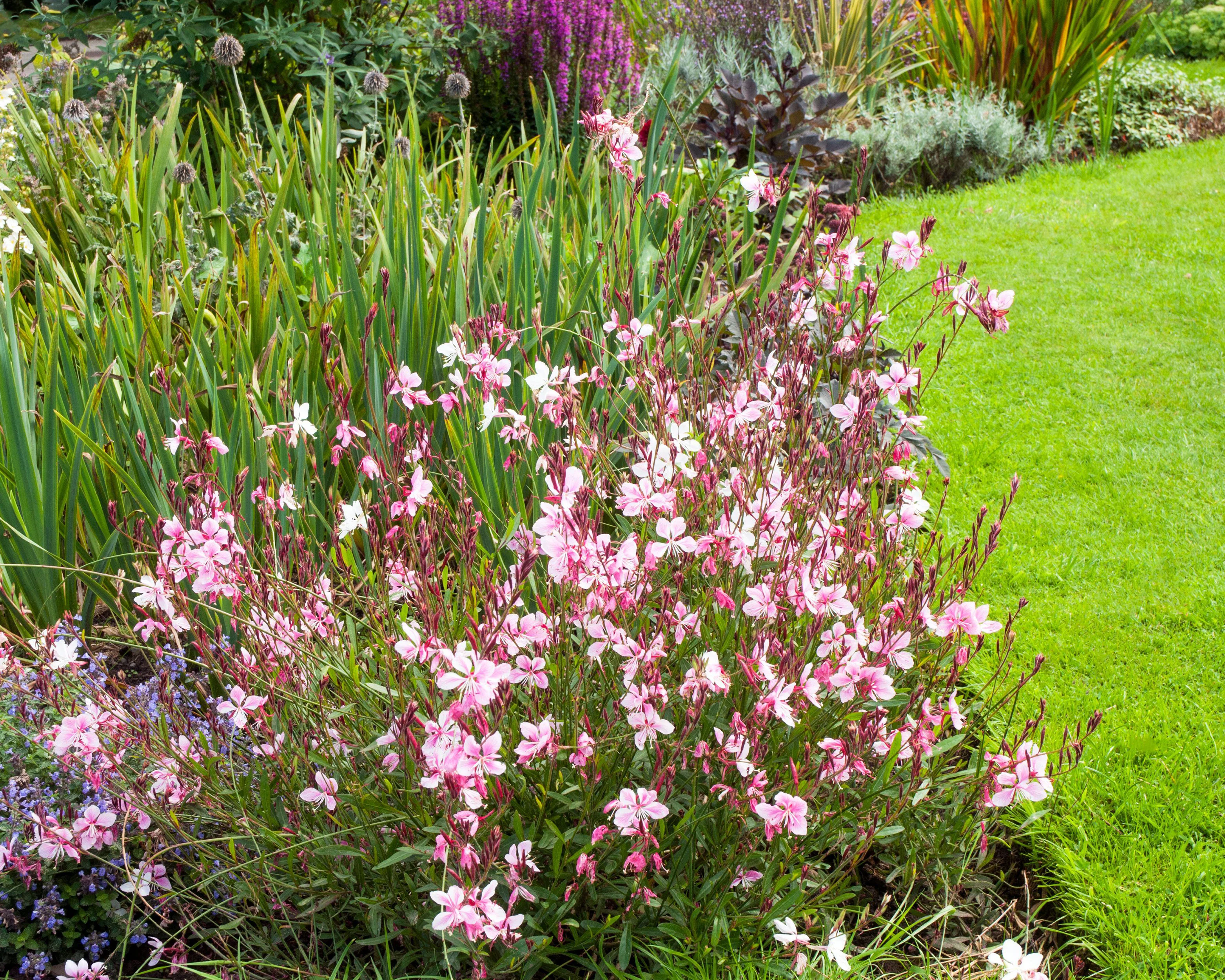 Gaura 'Siskiyou Pink' - Image 3