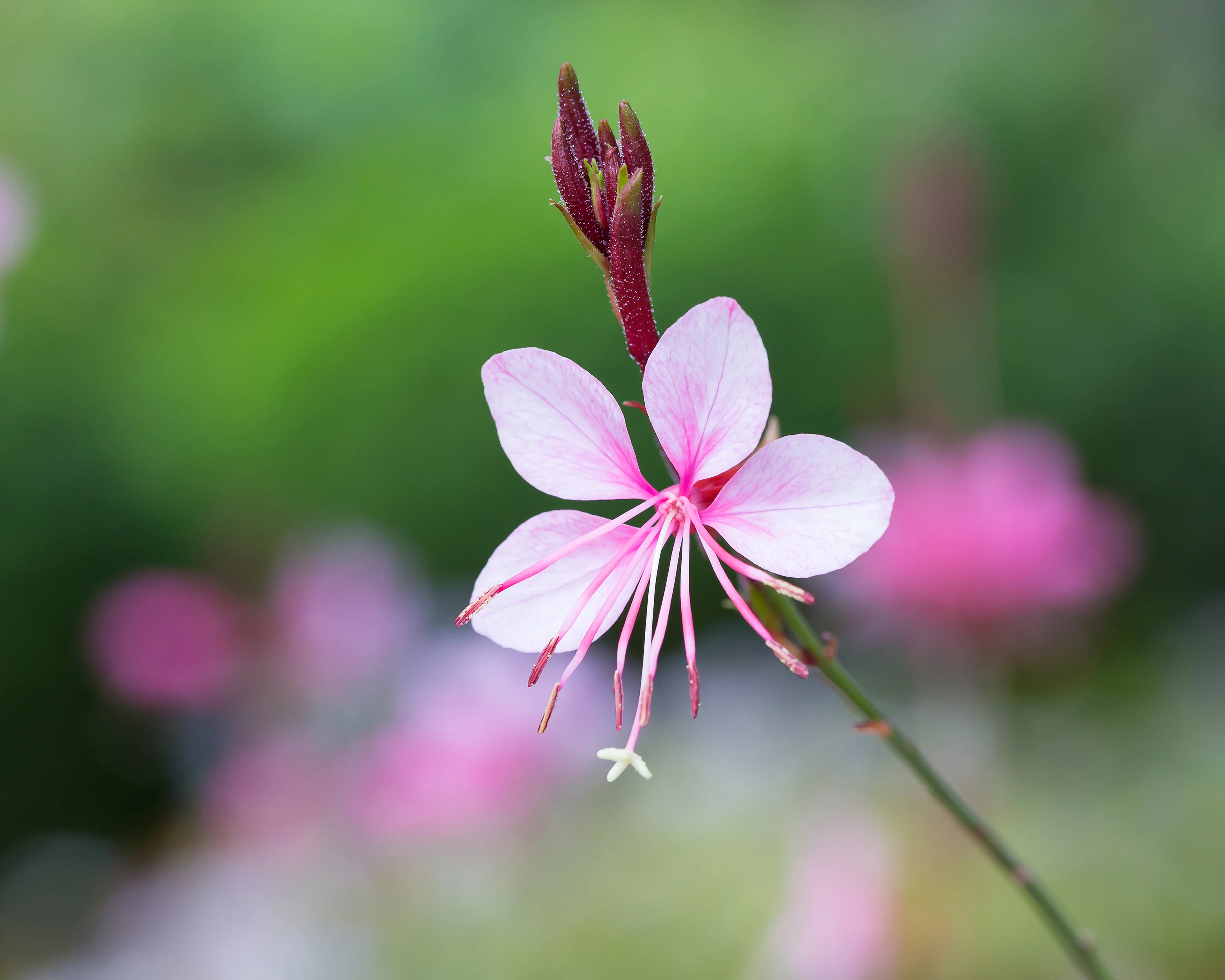 Gaura 'Siskiyou Pink' - Image 4
