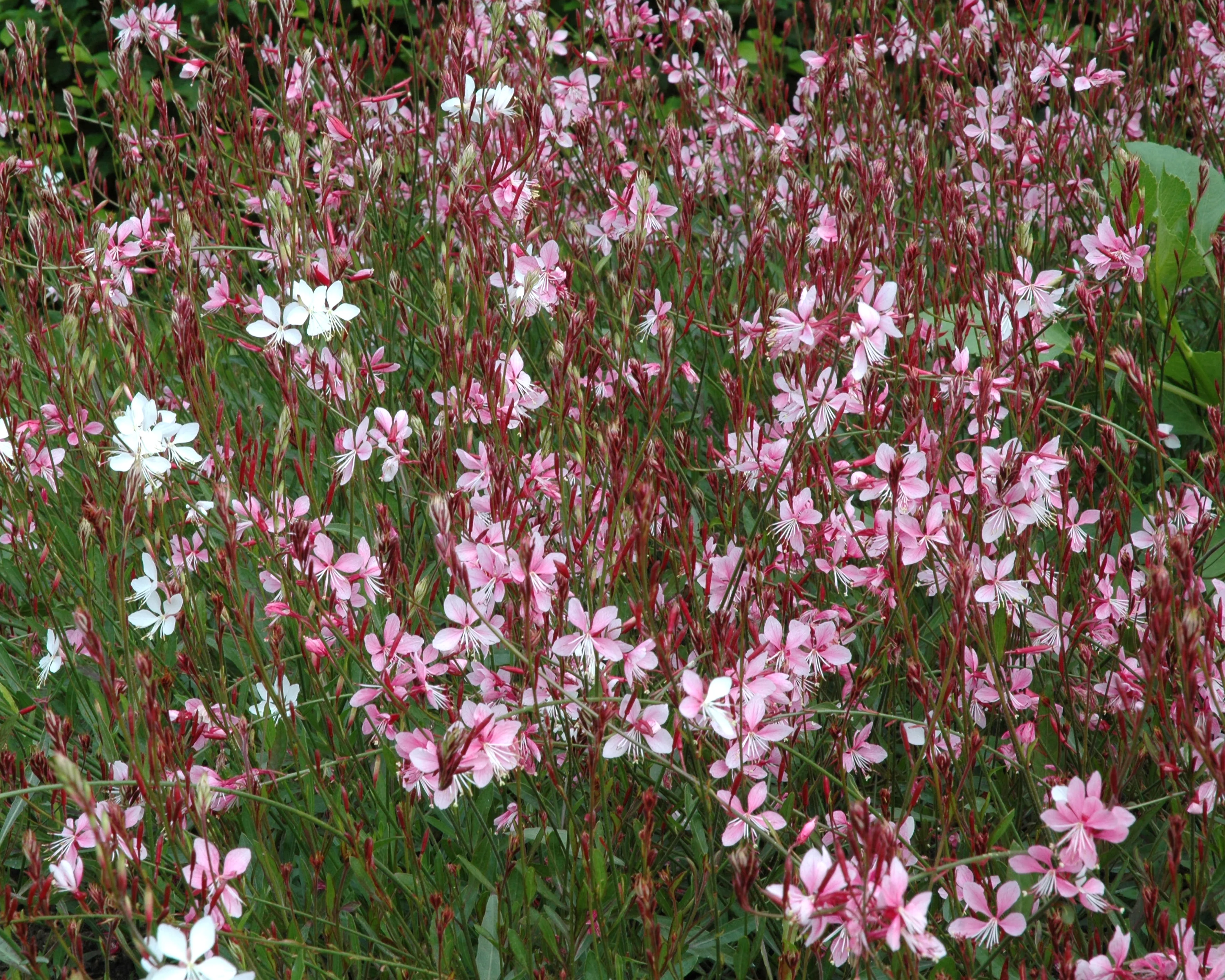 Gaura 'Siskiyou Pink' - Image 9