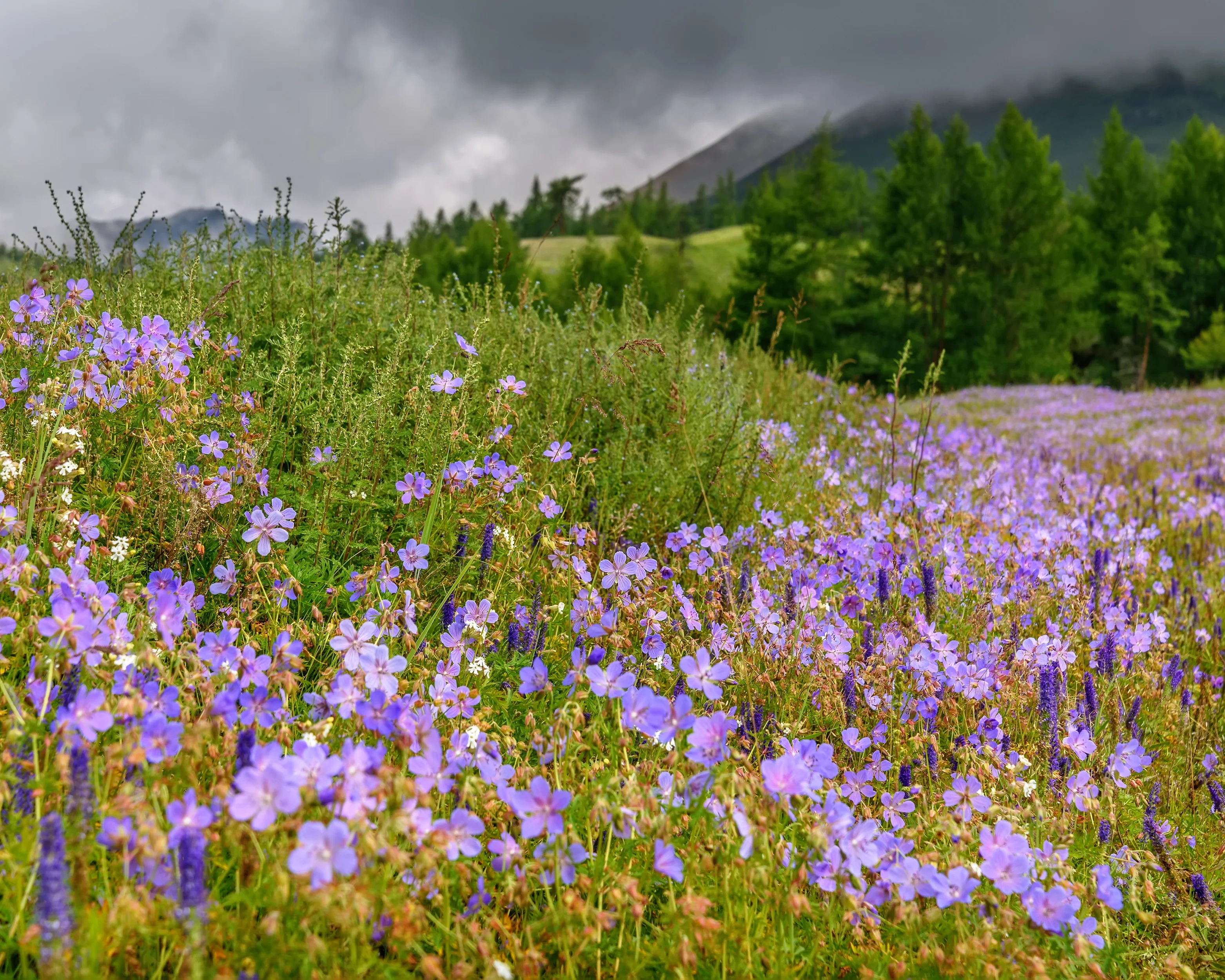 Geranium 'Brookside' - Image 6