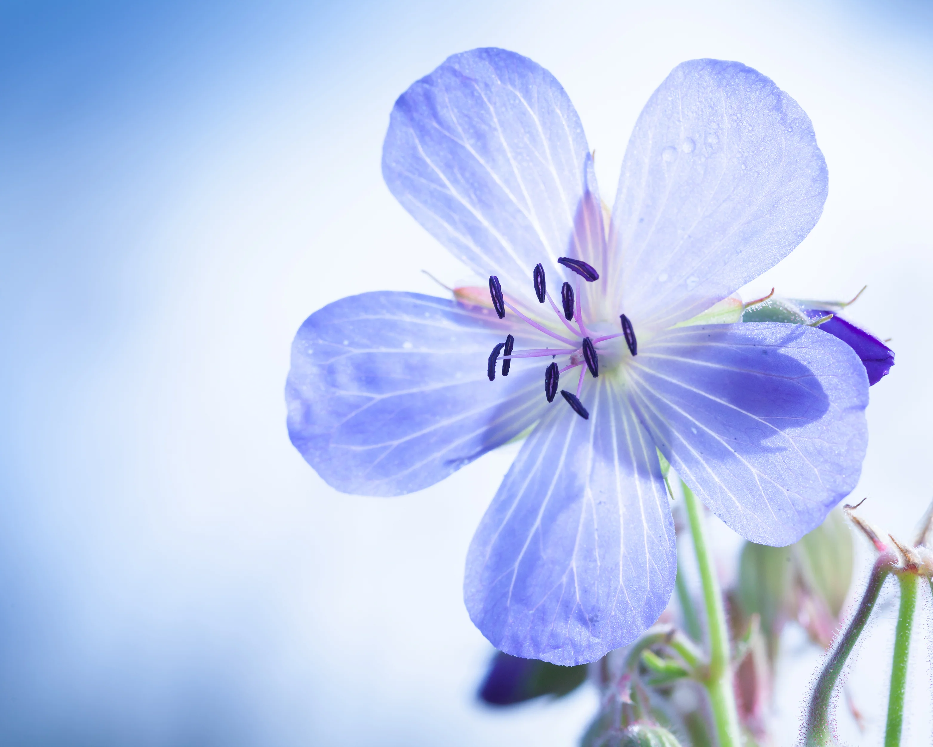 Geranium 'Brookside' - Image 9