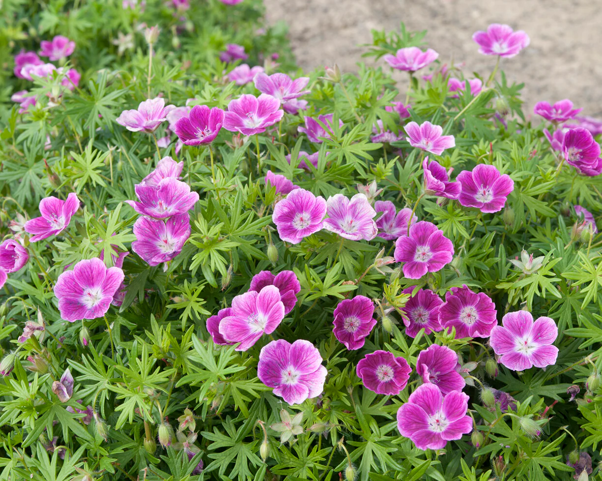 Geranium 'Elke' - Image 2