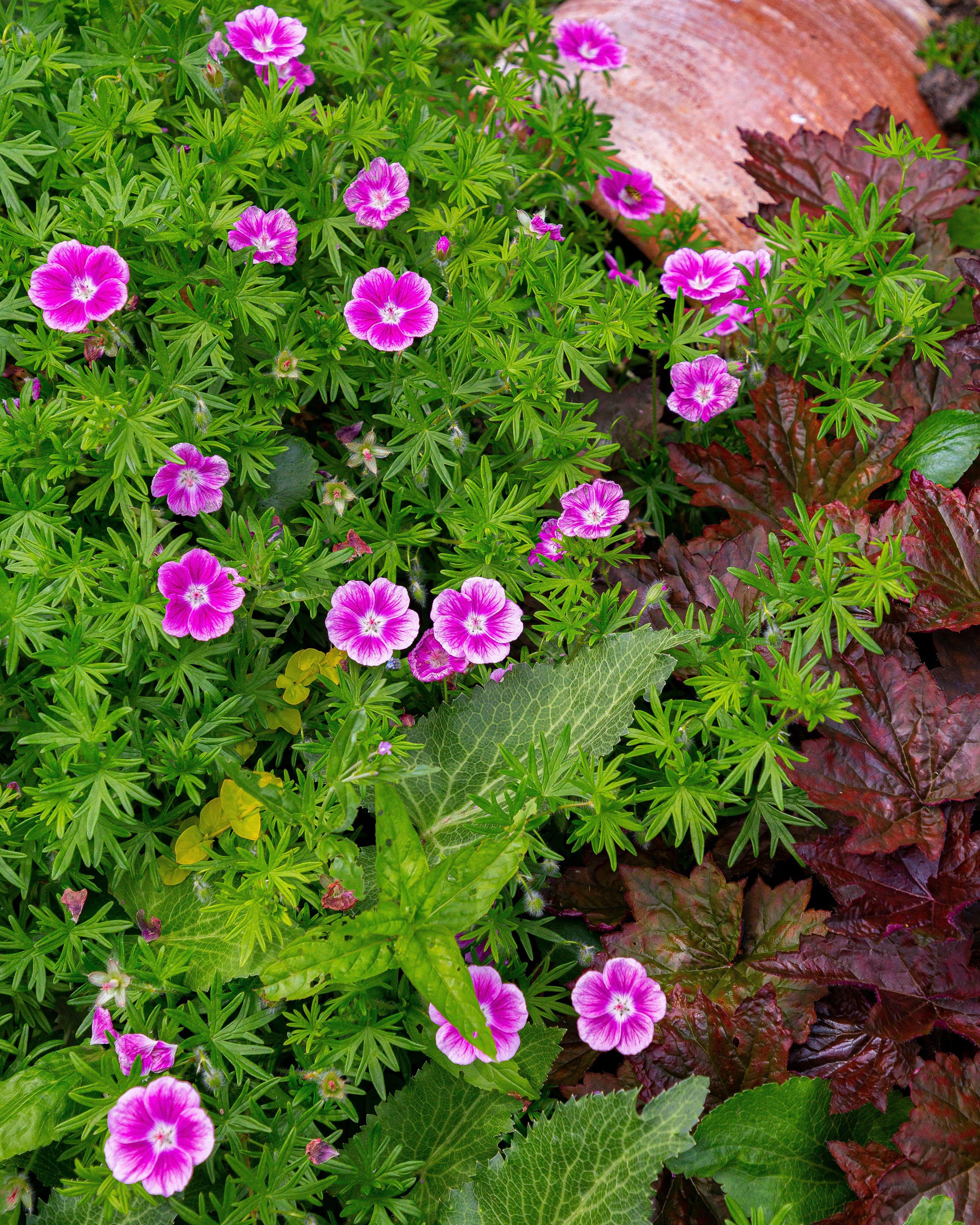 Geranium 'Elke' - Image 5