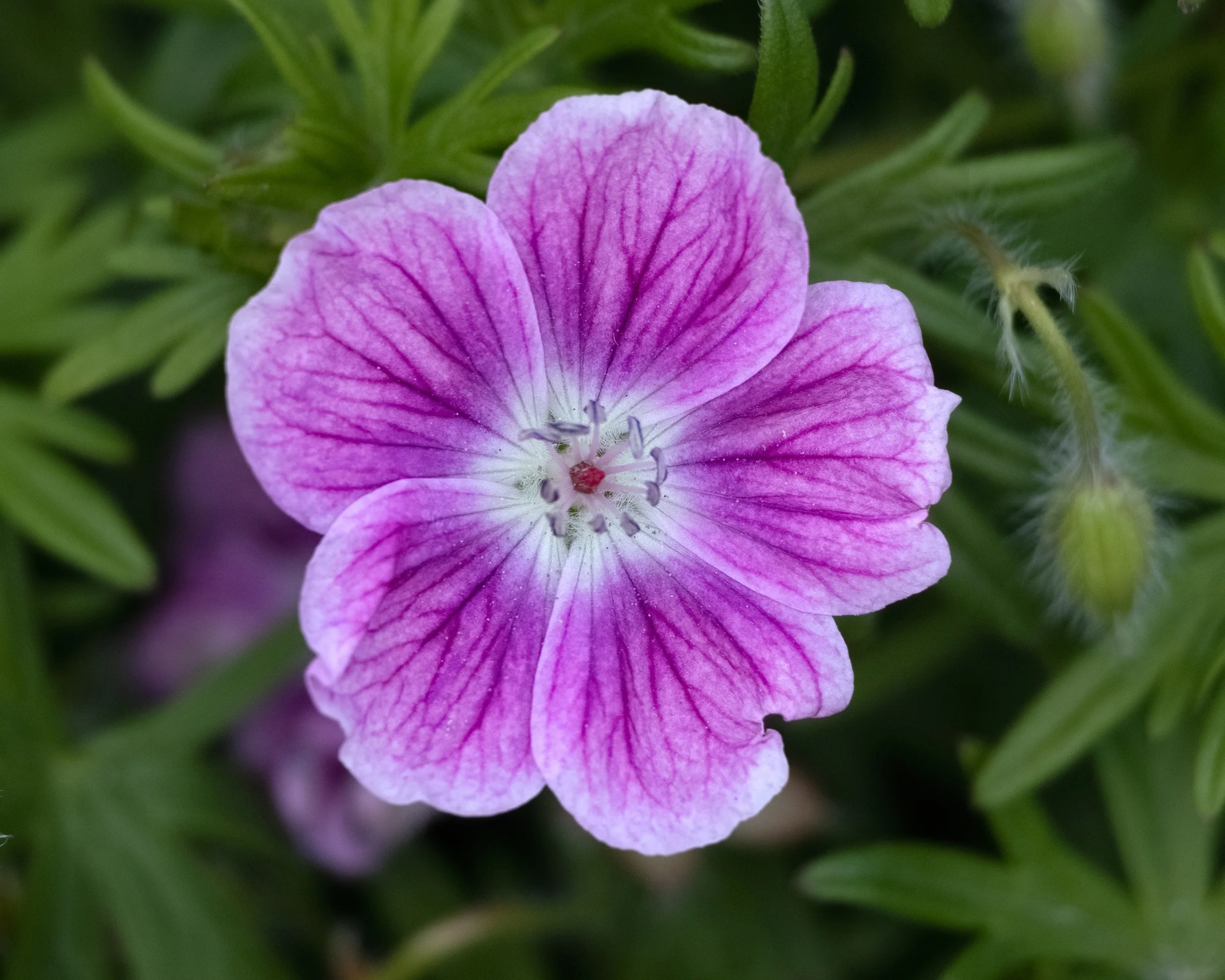 Geranium 'Elke' - Image 8