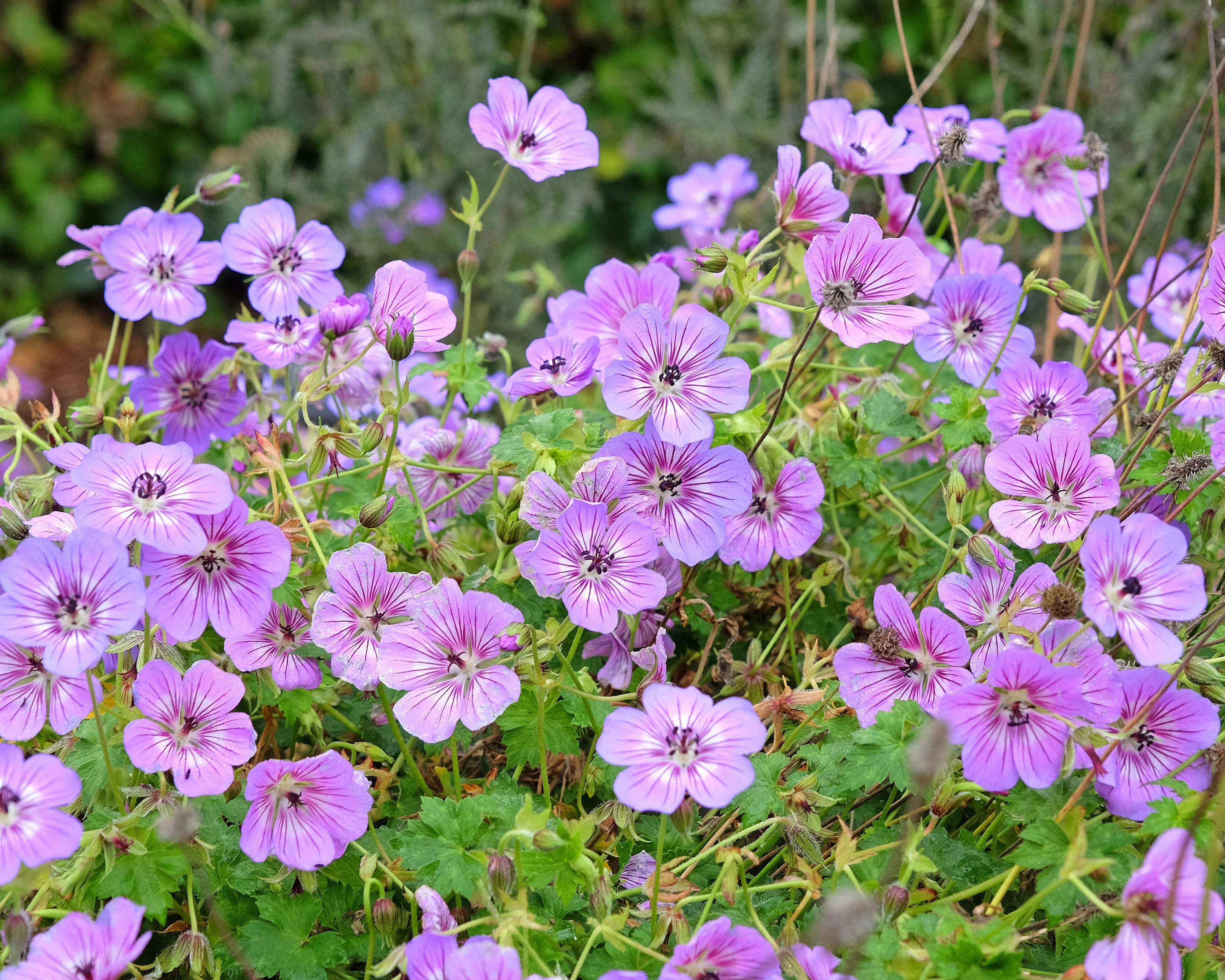 Geranium 'Havanna Blues' - Image 2