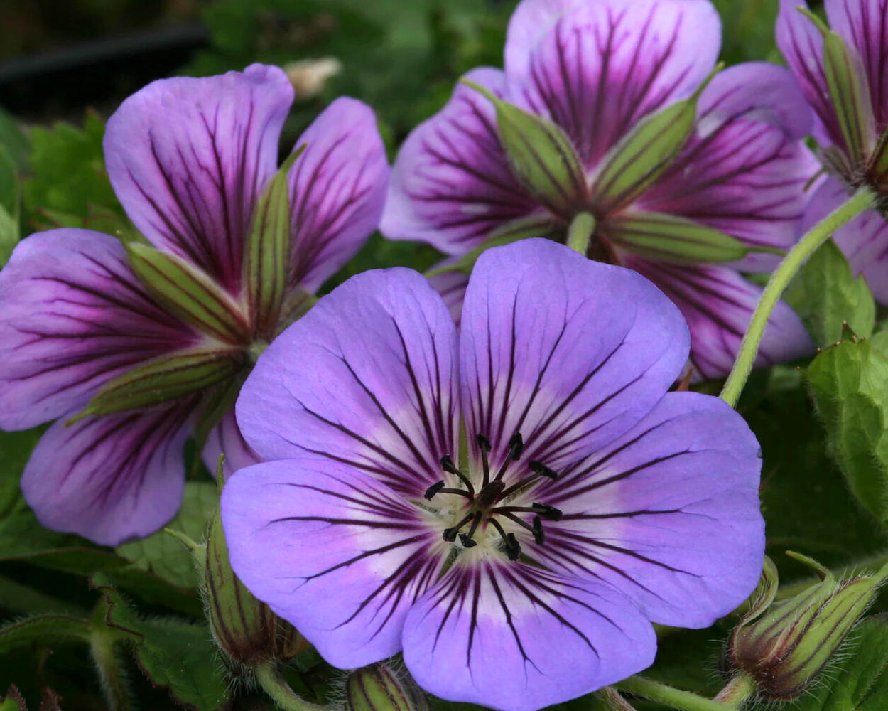 Geranium 'Havanna Blues' - Image 3