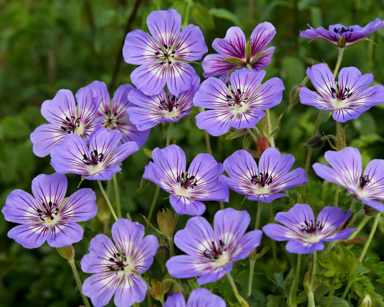 Geranium 'Havanna Blues' - Image 4