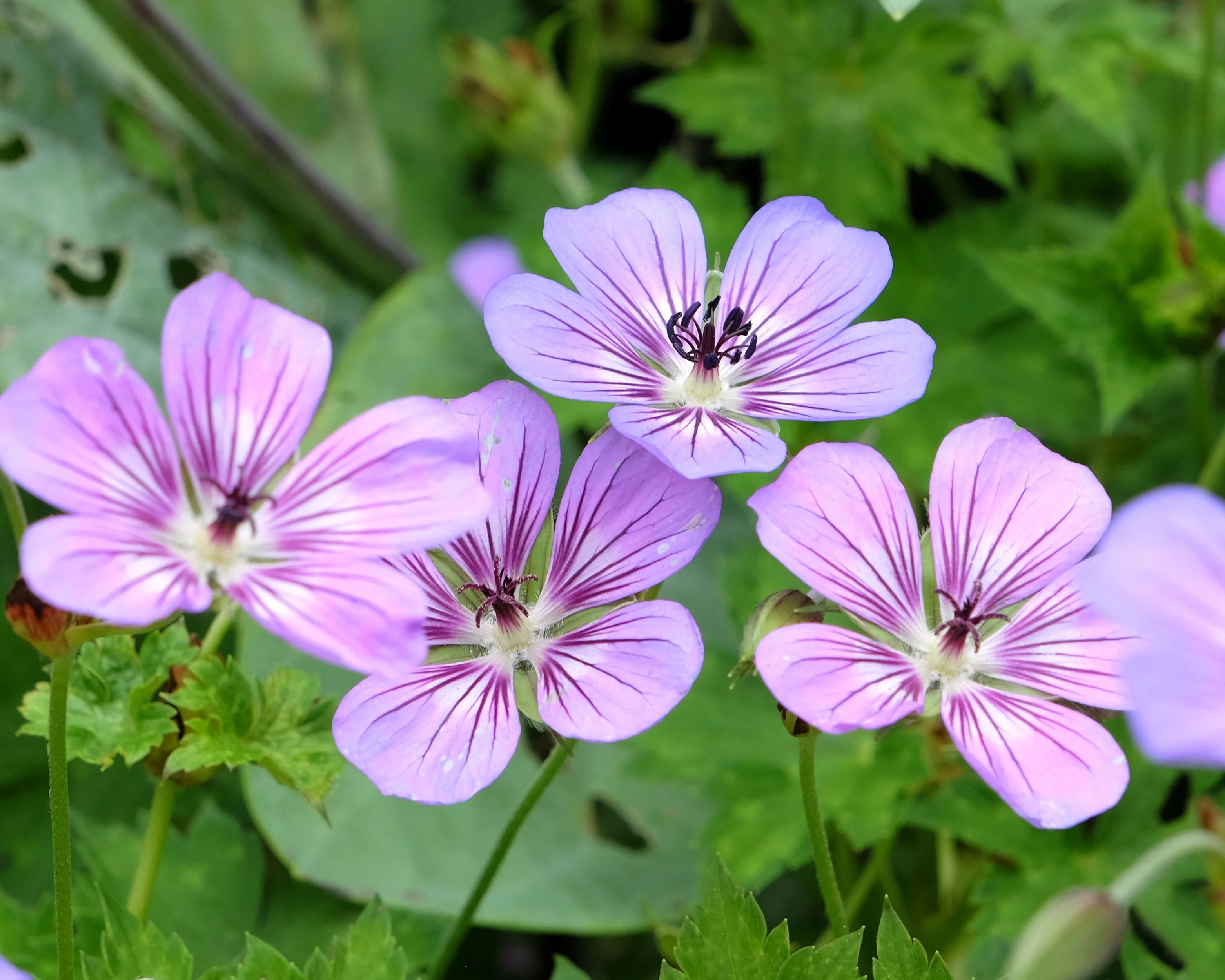 Geranium 'Havanna Blues' - Image 5