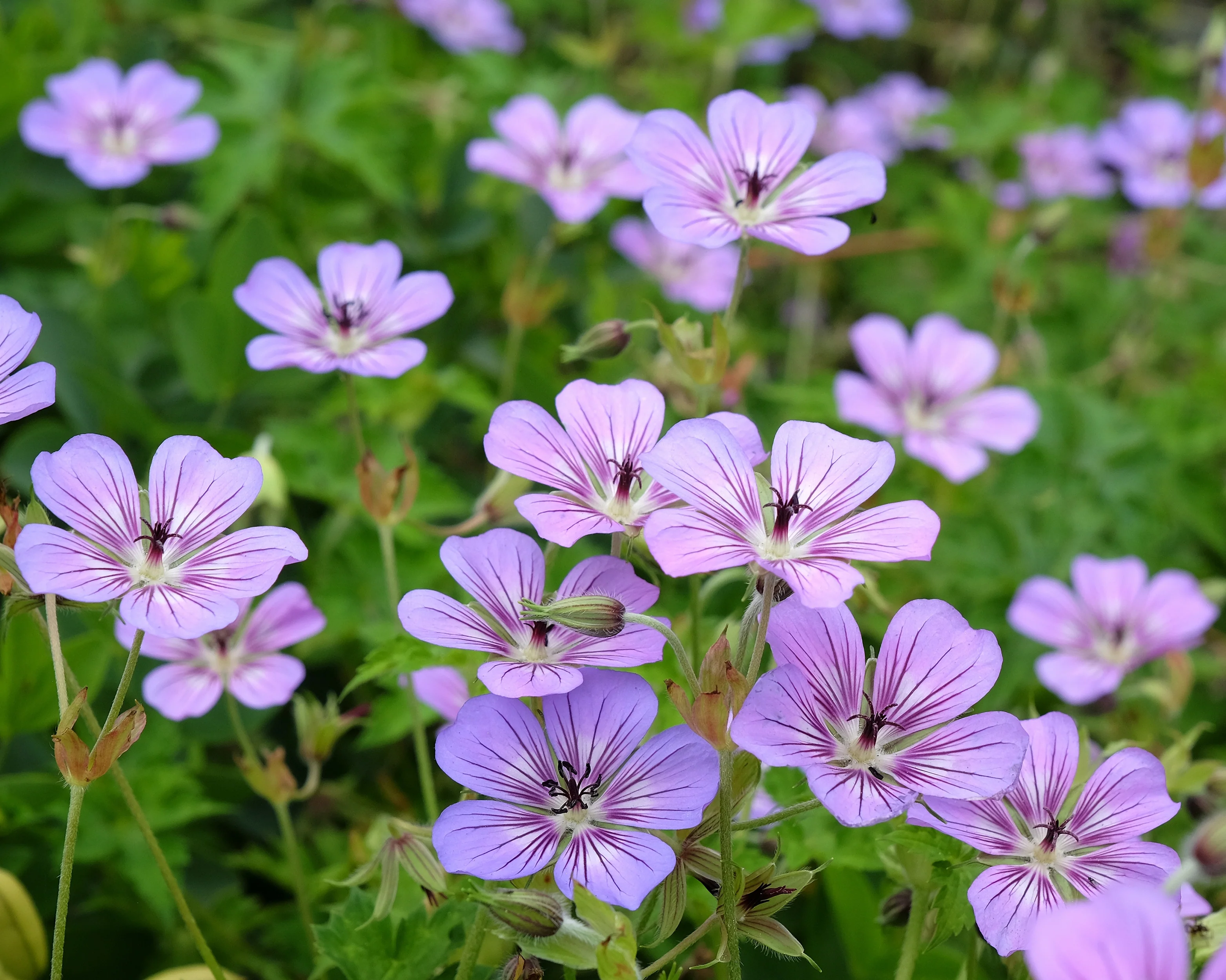 Geranium 'Havanna Blues' - Image 6