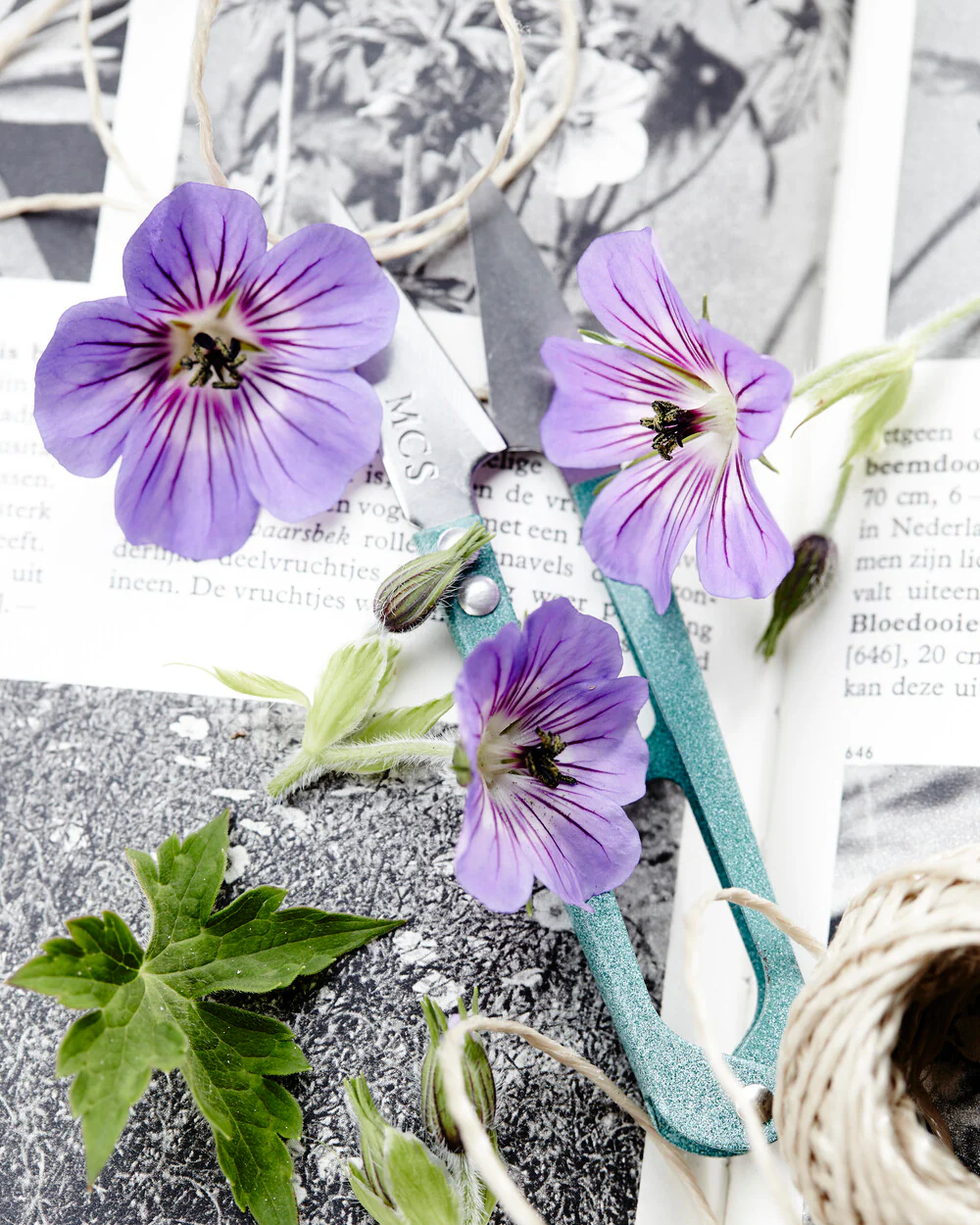 Geranium 'Havanna Blues' - Image 7