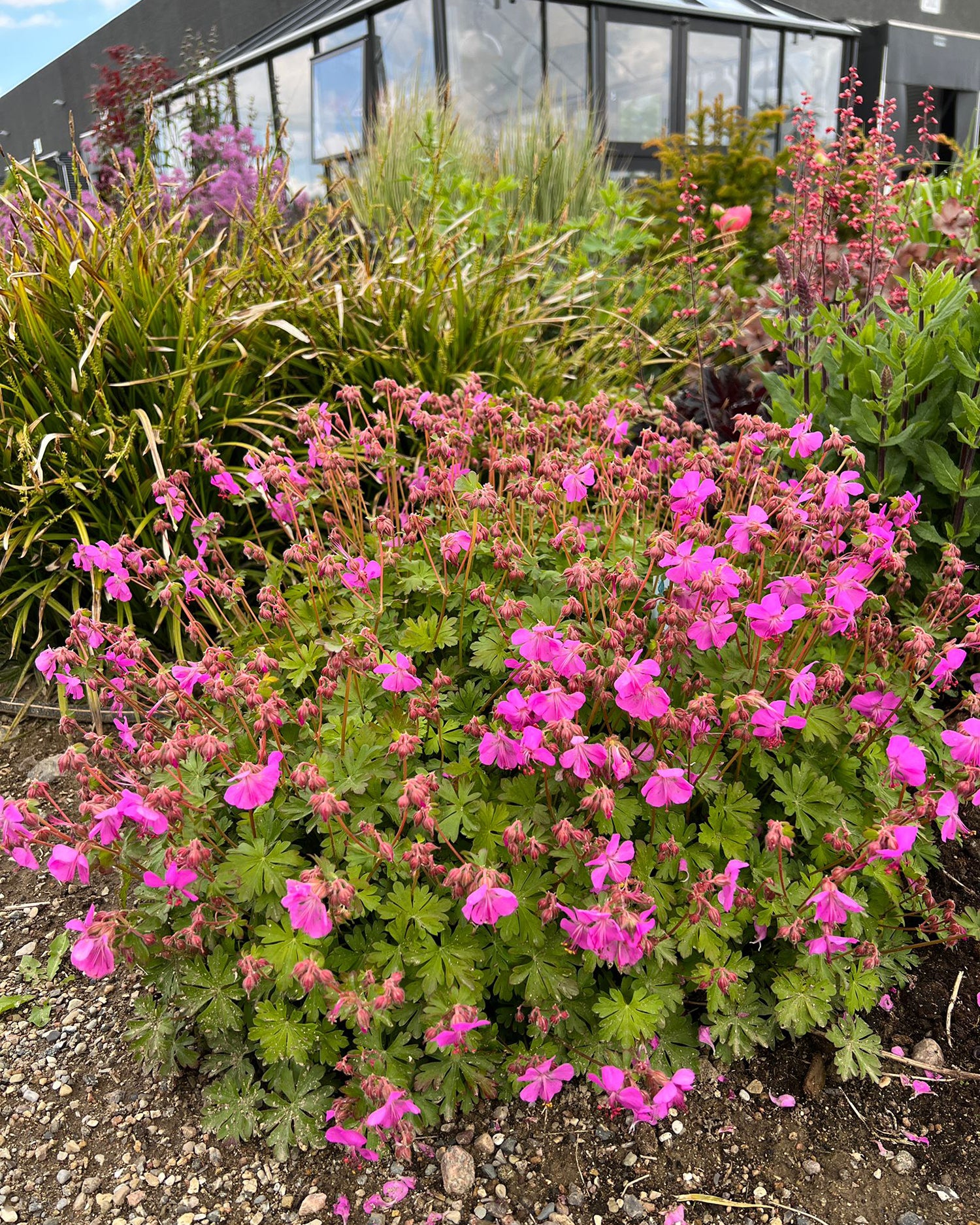 Geranium 'Intense' - Image 7