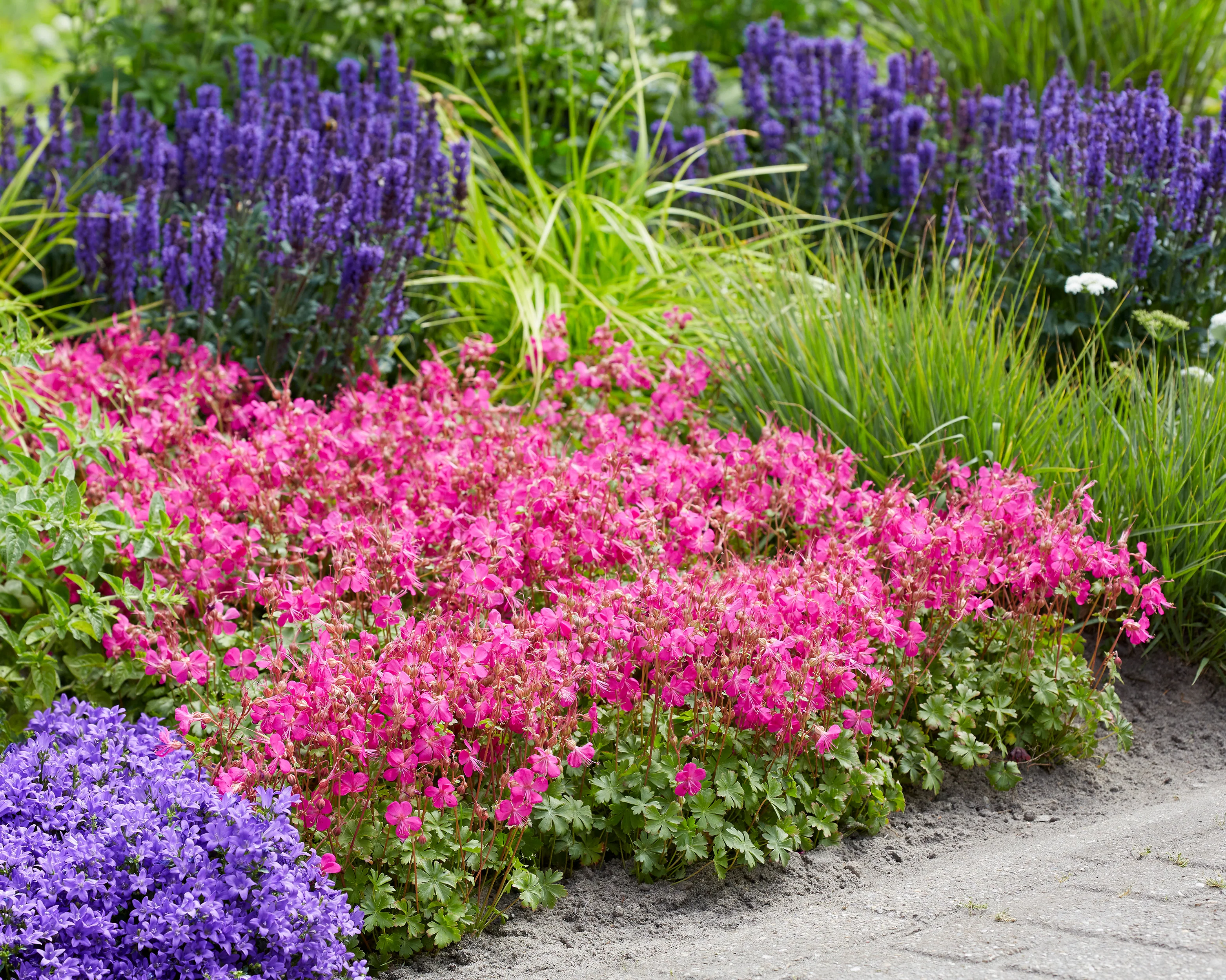 Geranium 'Intense' - Image 8