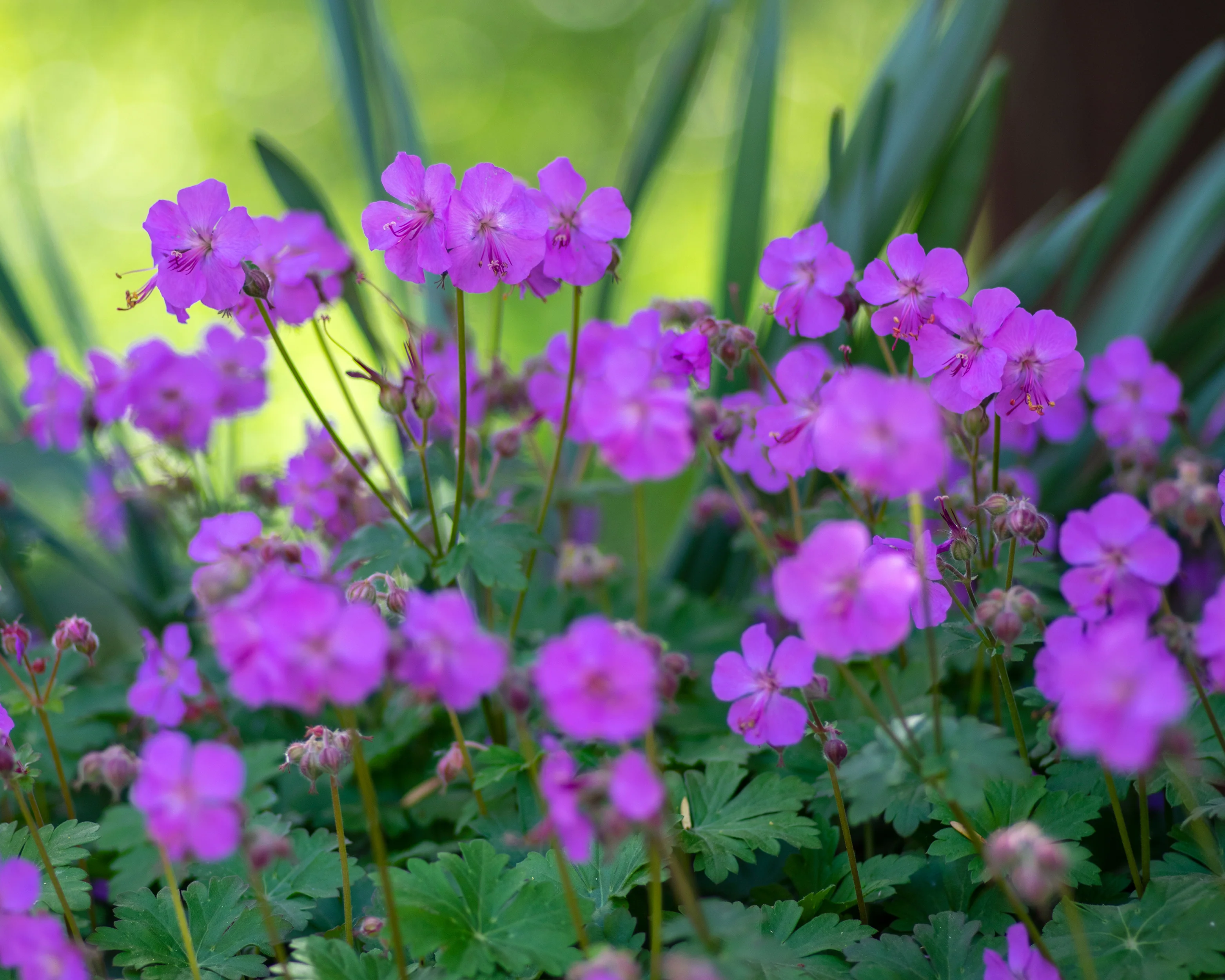 Geranium 'Karmina' - Image 4