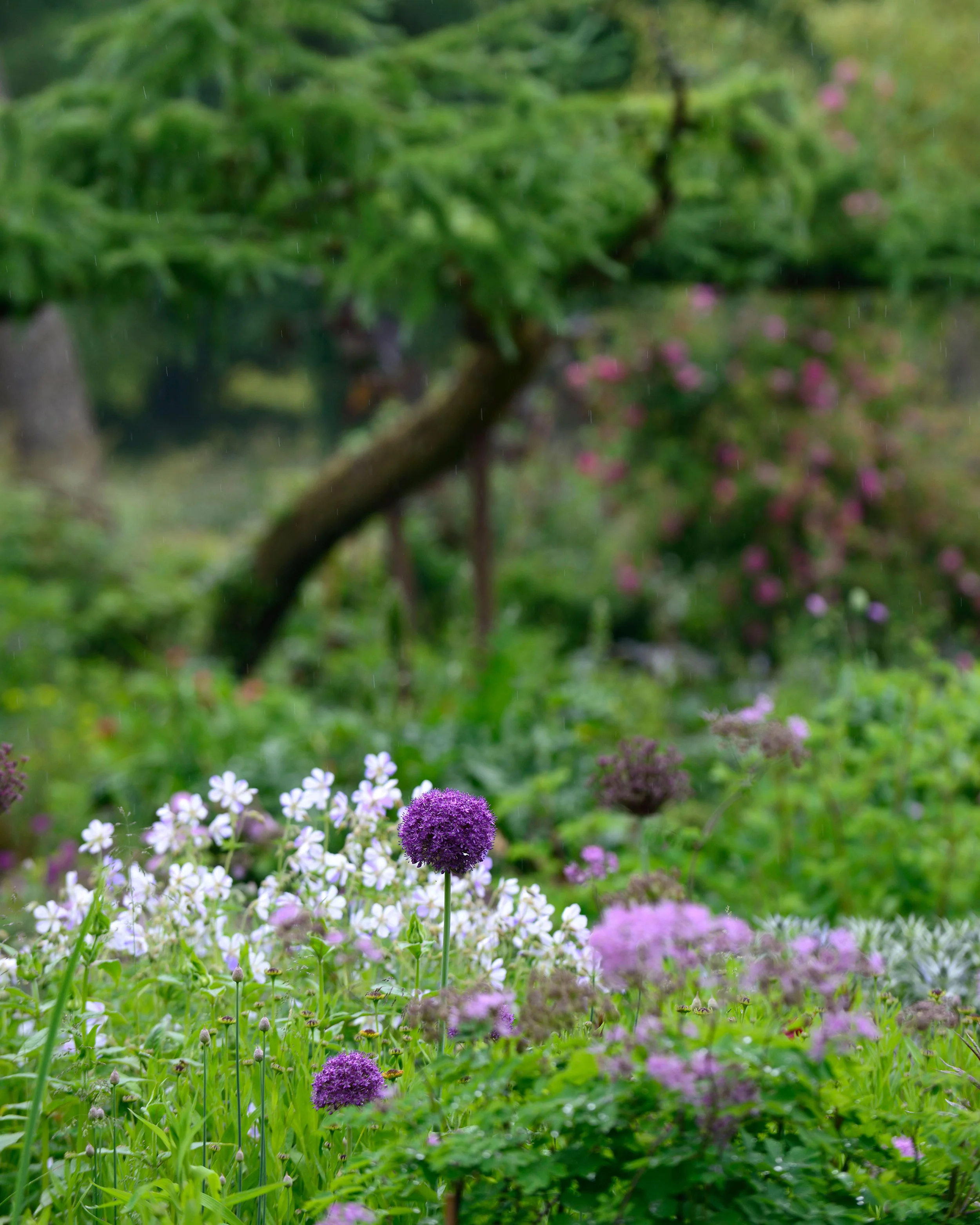 Geranium 'Splish-Splash' - Image 10
