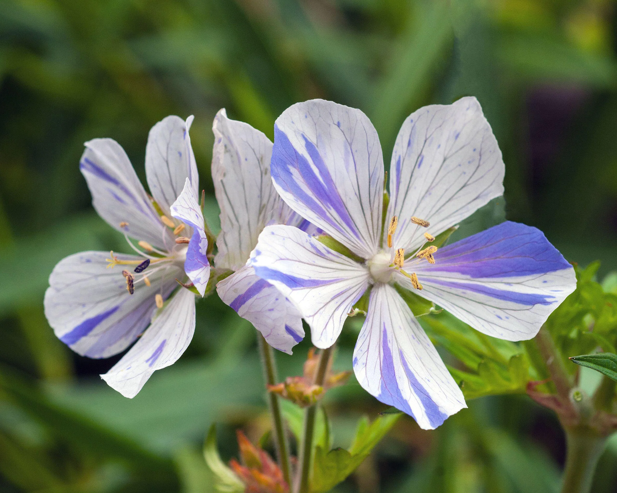 Geranium 'Splish-Splash' - Image 3