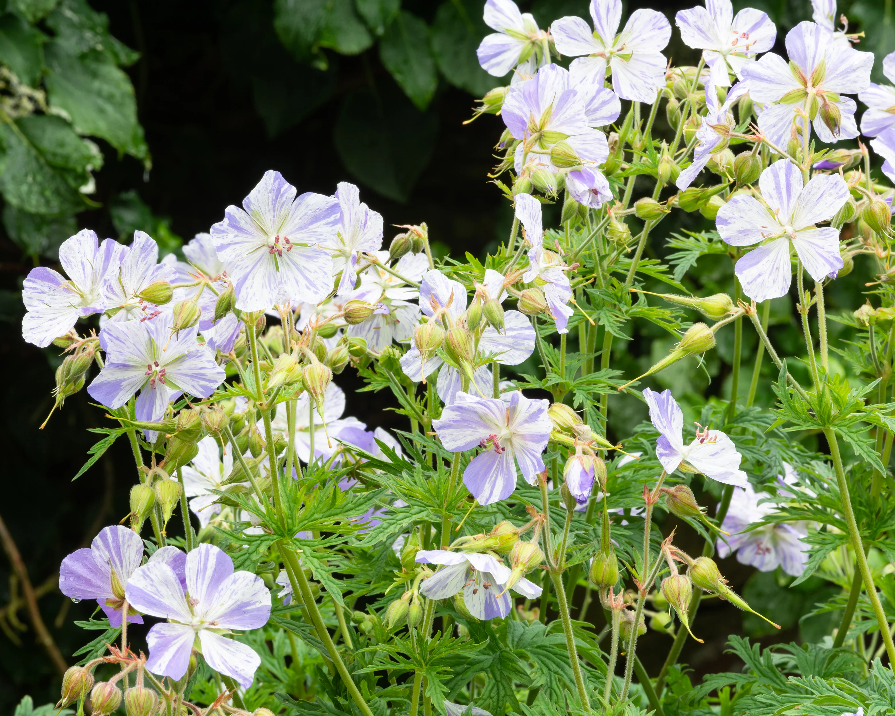 Geranium 'Splish-Splash' - Image 7