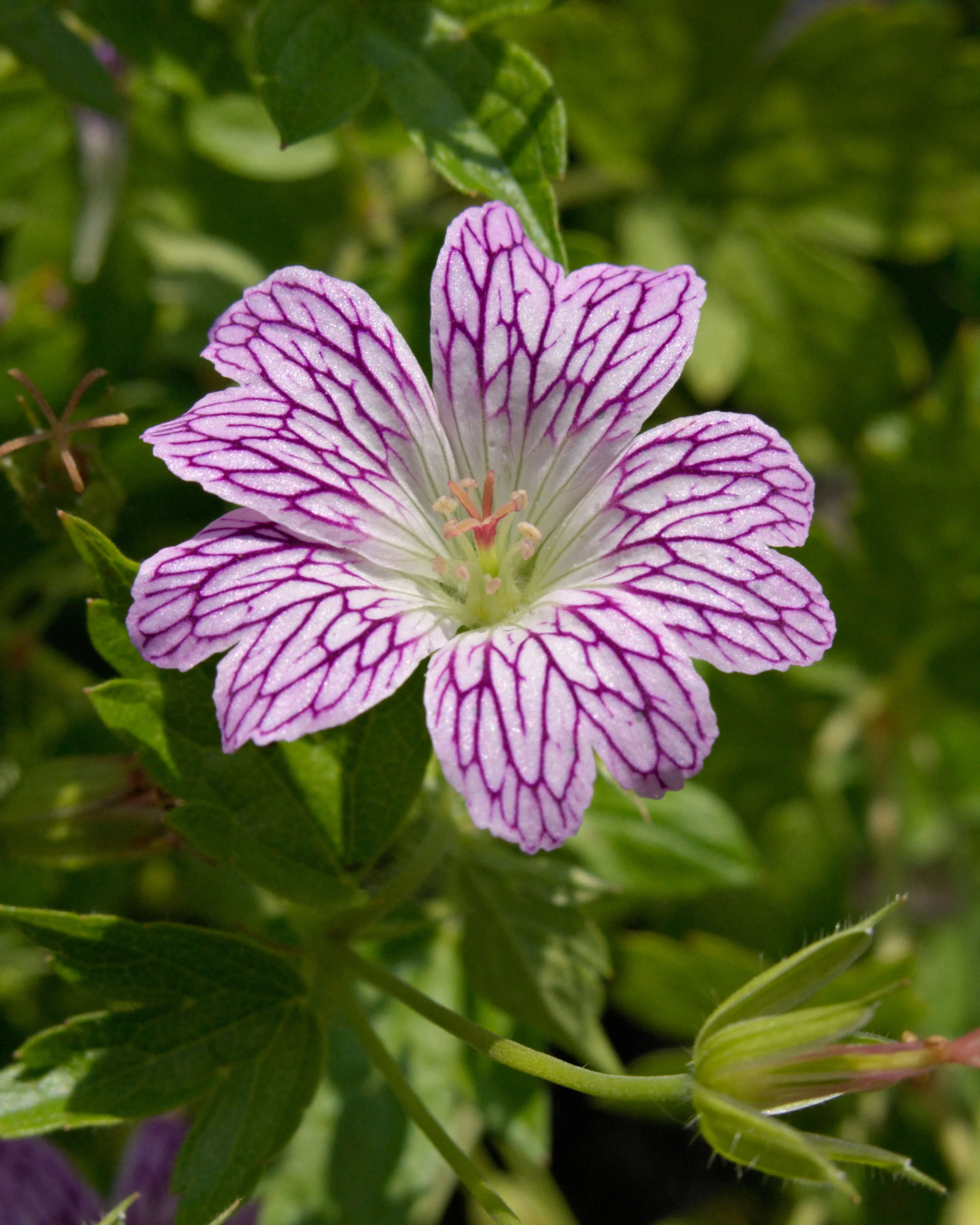 Geranium versicolor - Image 5