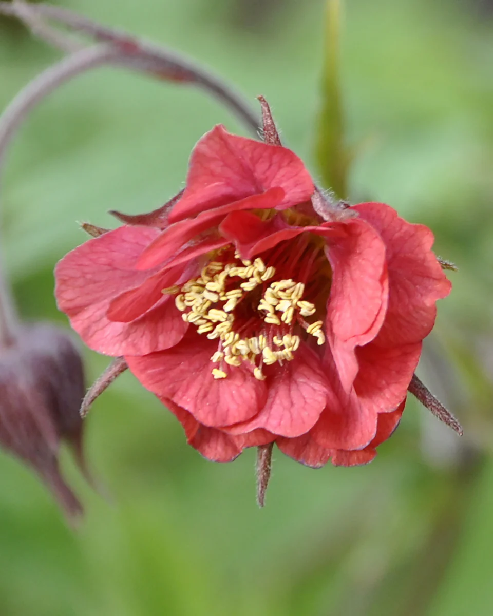 Geum 'Leonard's Variety'