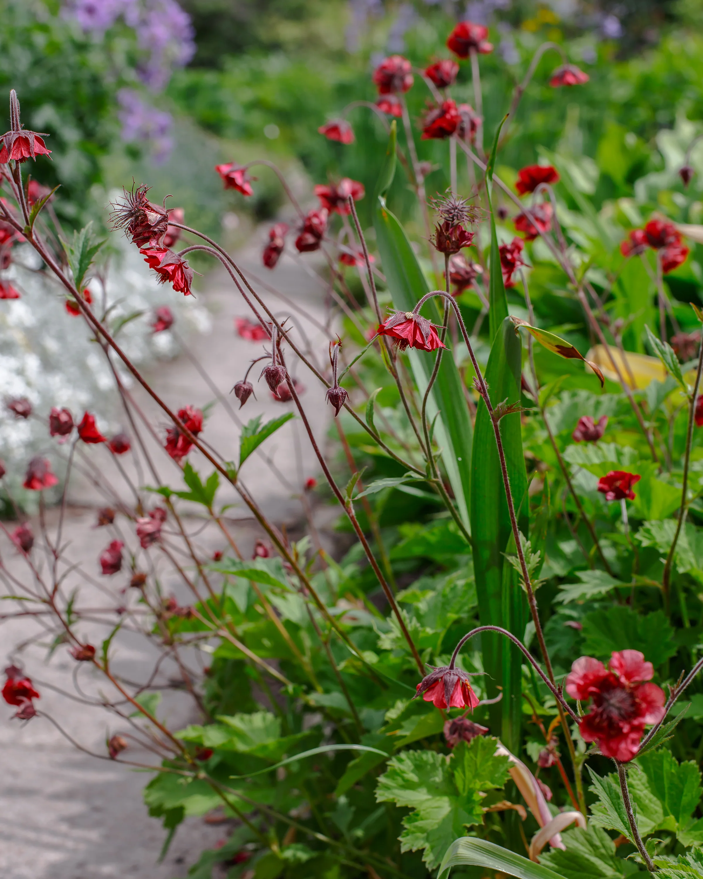 Geum 'Leonard's Variety' - Image 2