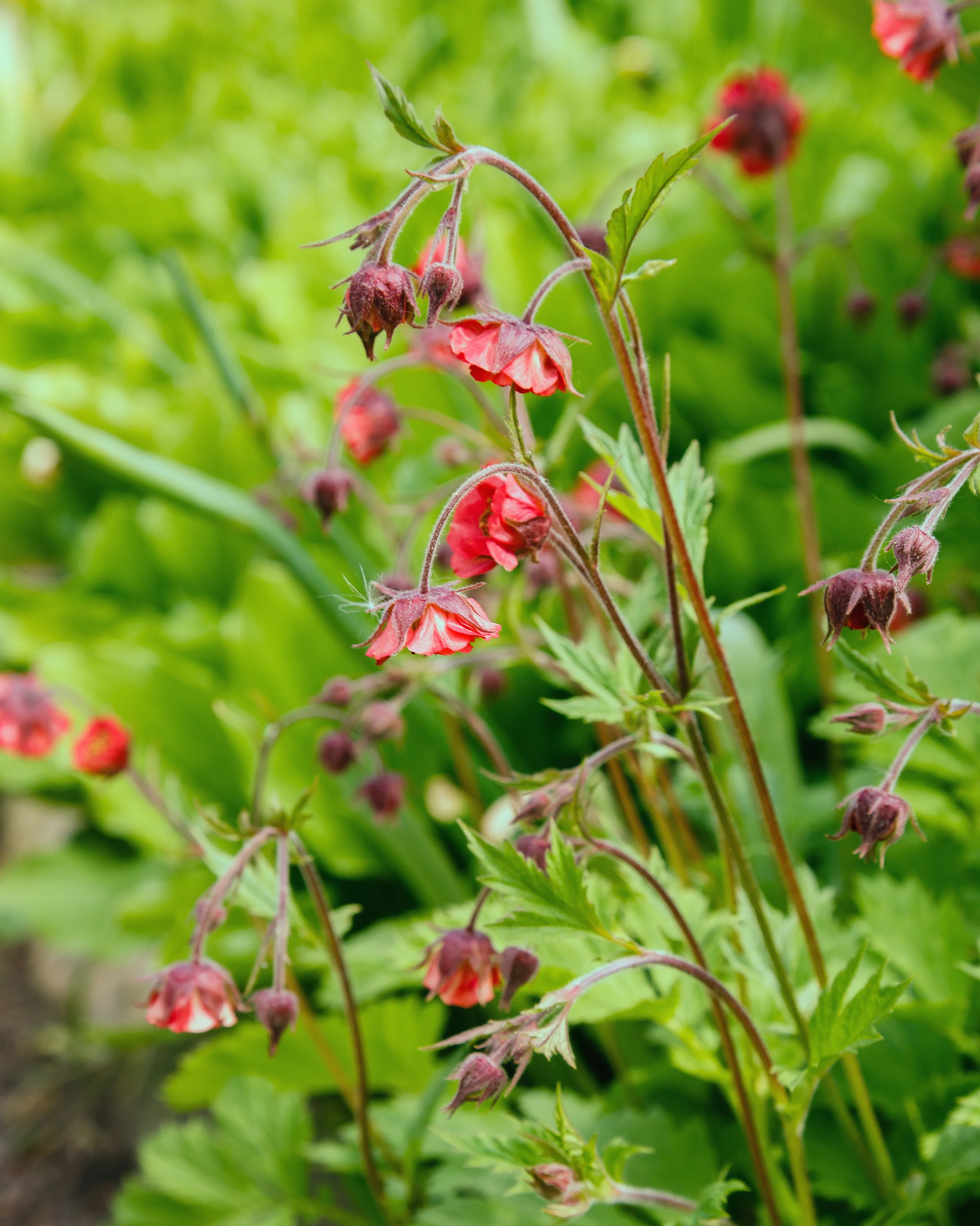 Geum 'Leonard's Variety' - Image 6