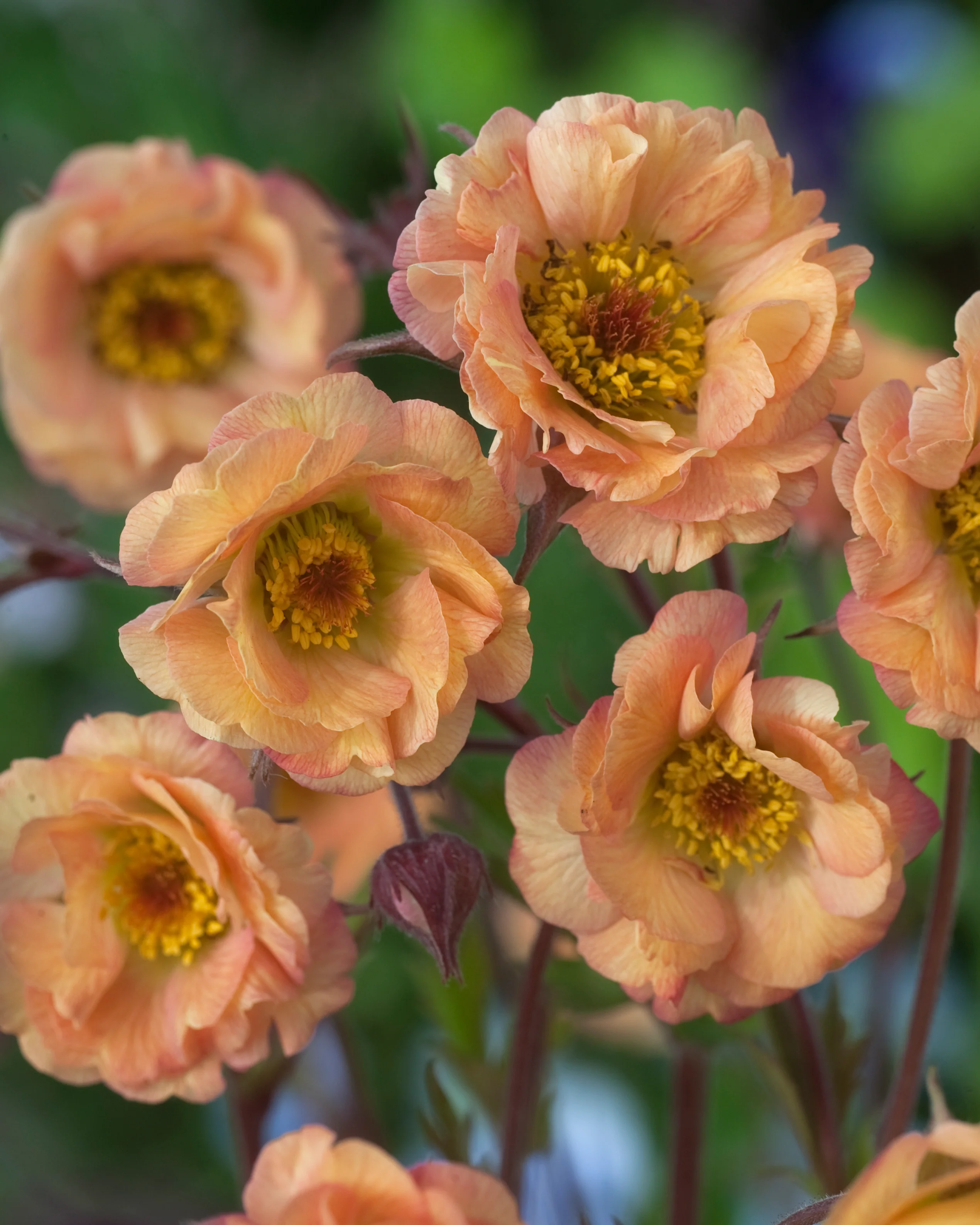 Geum 'Mai Tai' - Image 7