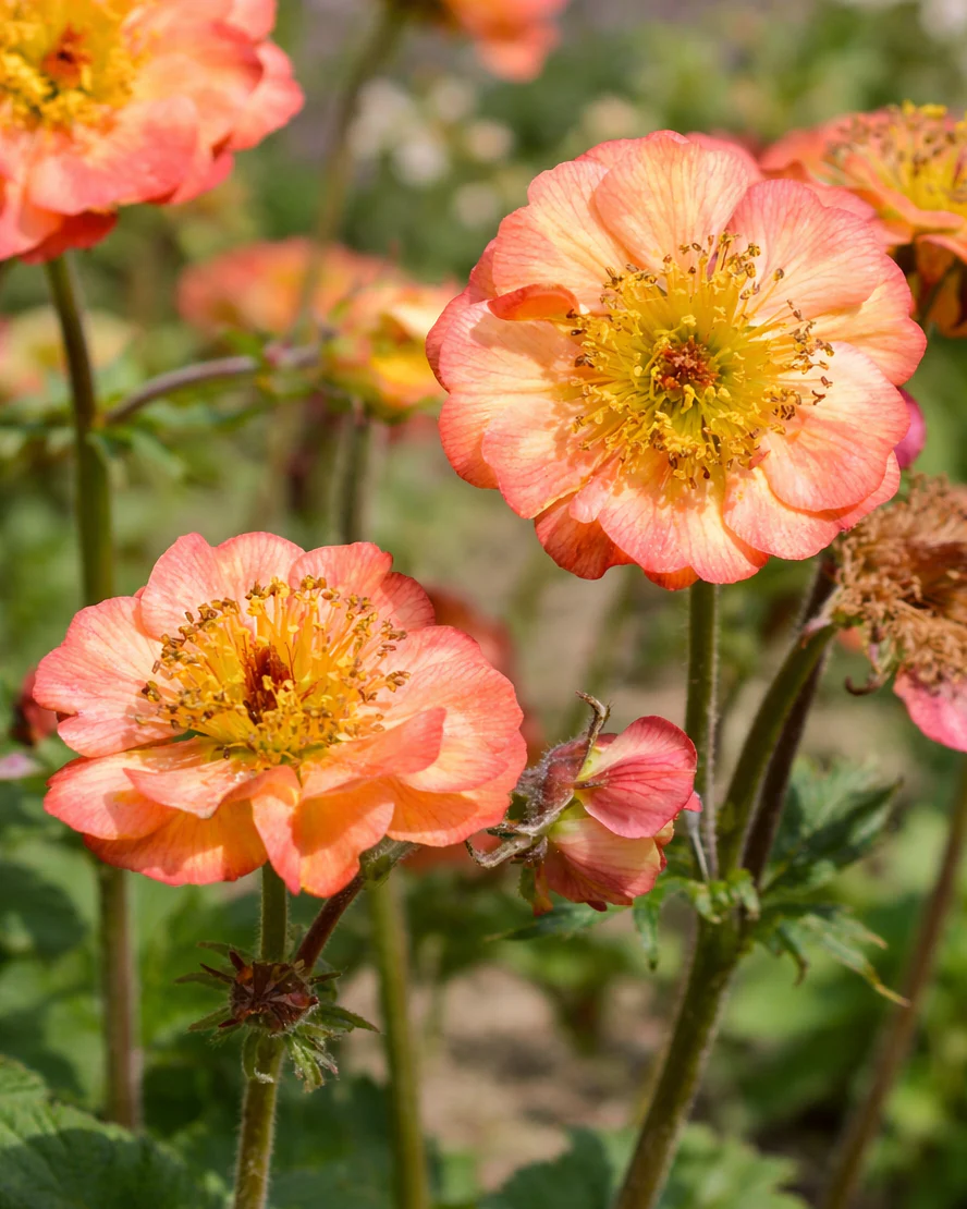 Geum 'Mango Lassi'