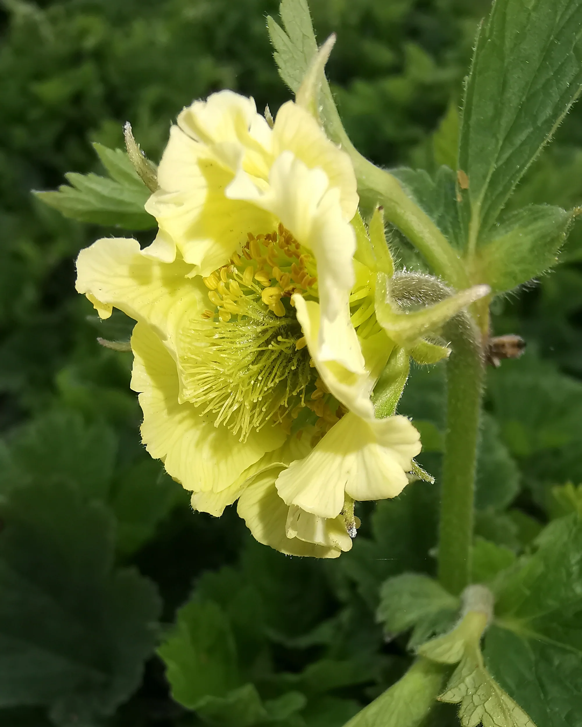 Geum 'Tales of Hex' - Image 2
