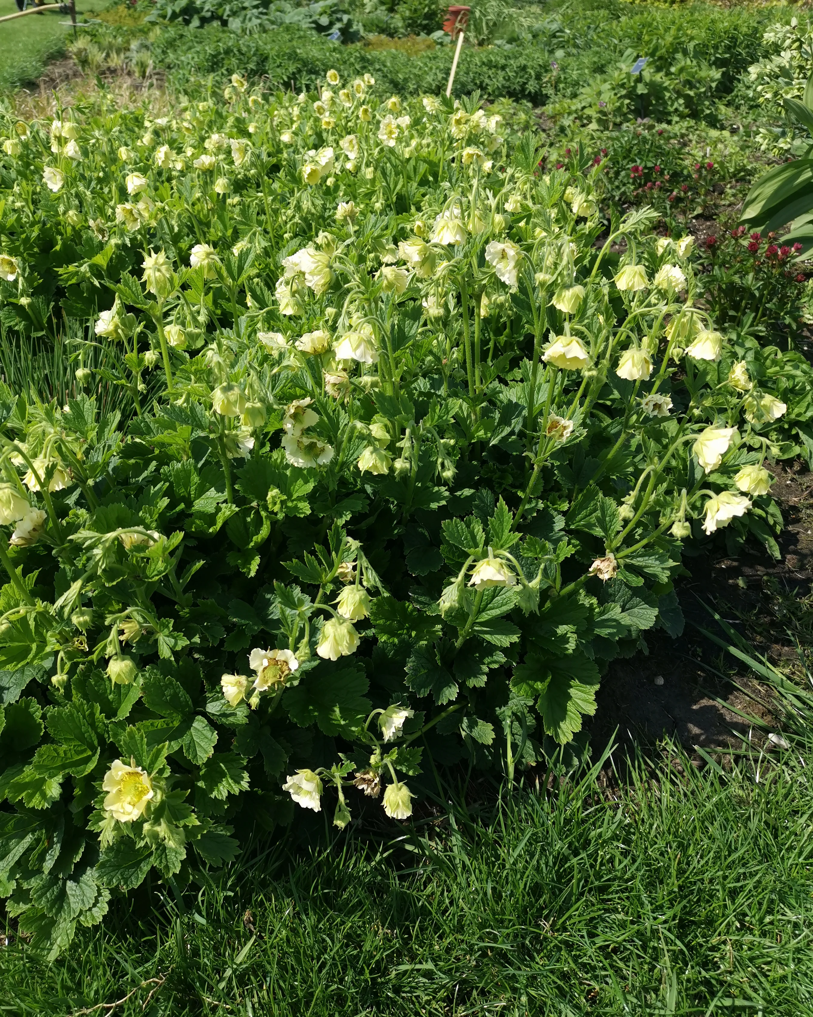 Geum 'Tales of Hex' - Image 3