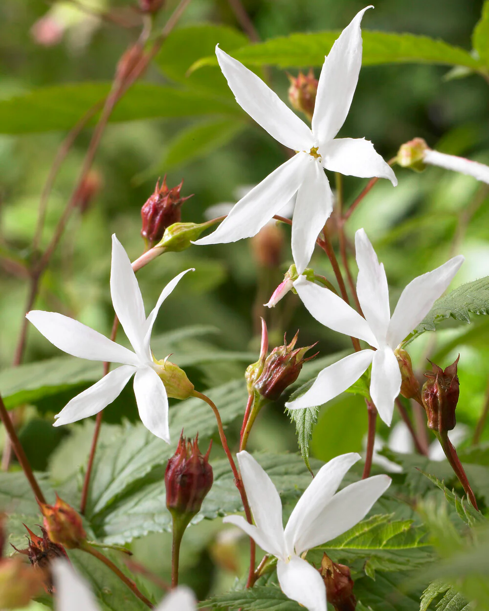 Gillenia trifoliata