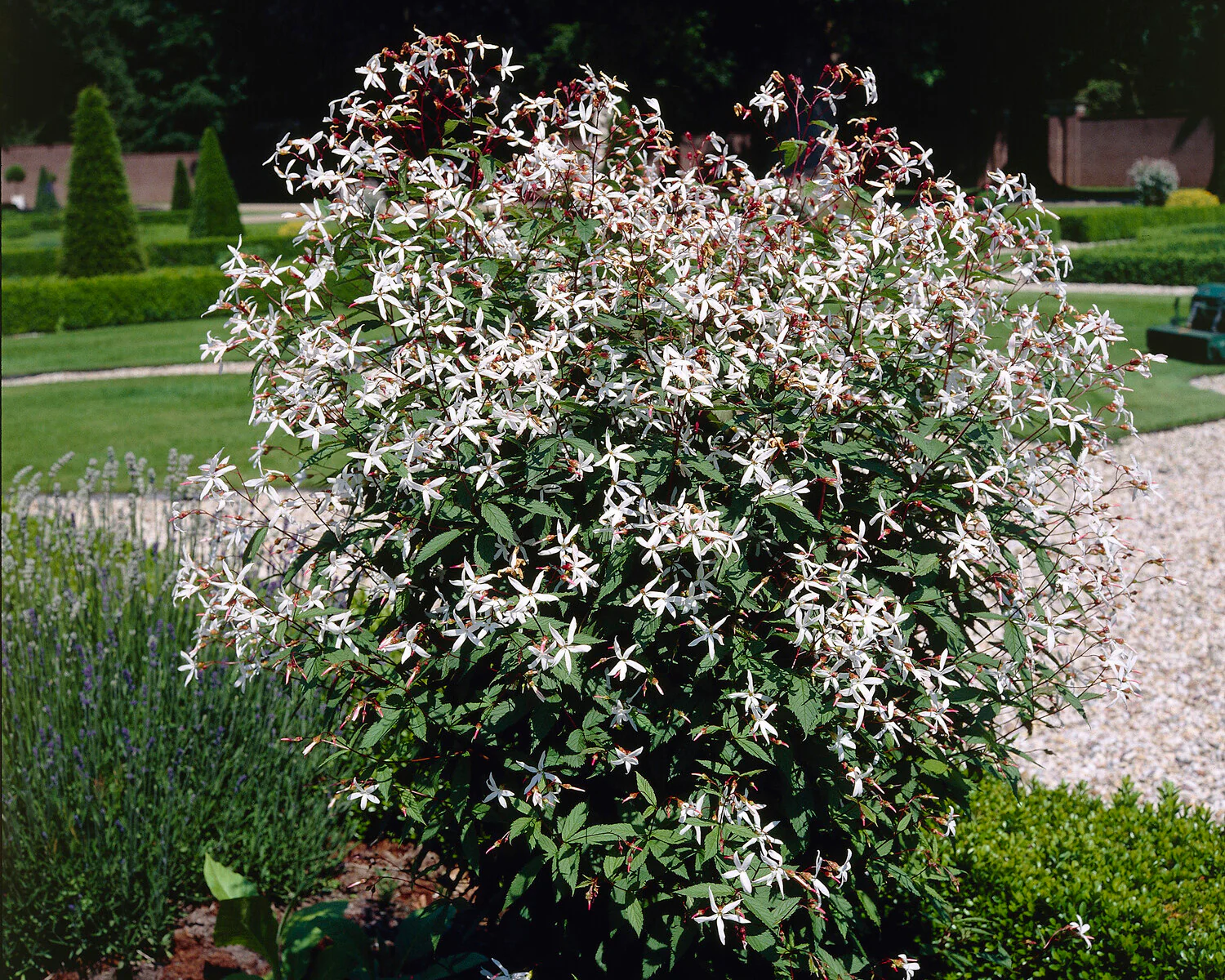 Gillenia trifoliata - Image 2