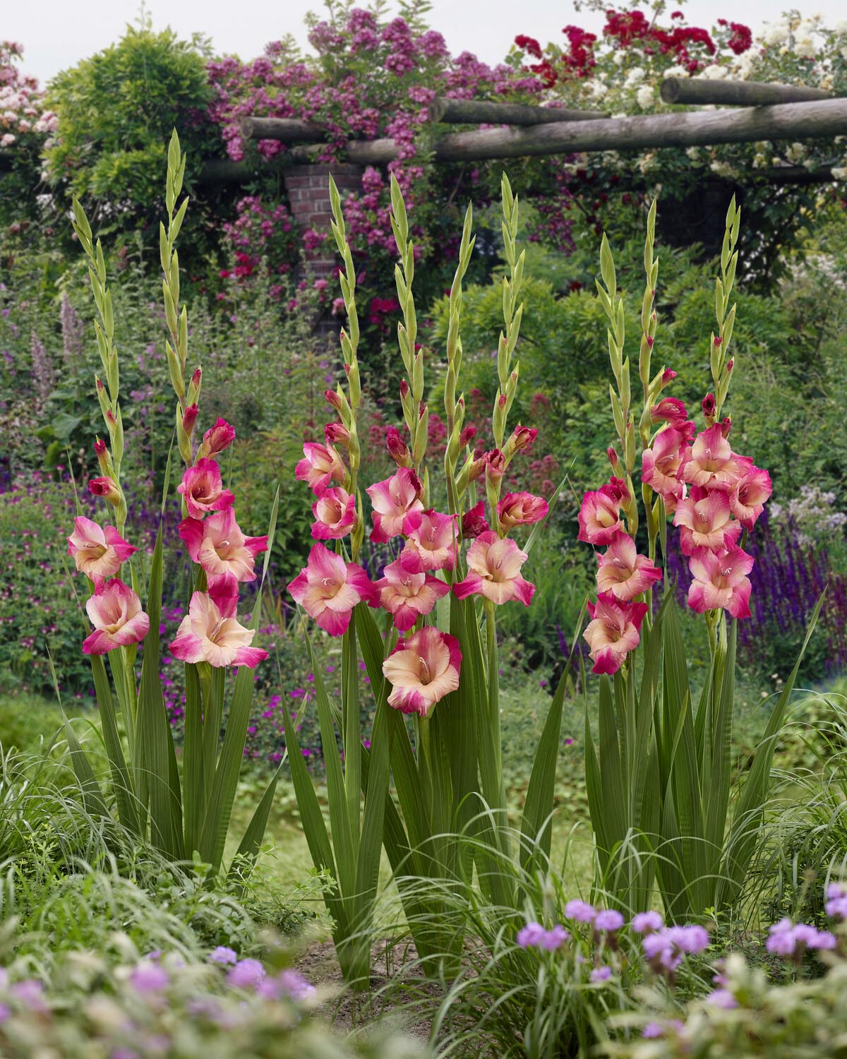 Gladiolus 'Apricot Bubblegum' - Image 2
