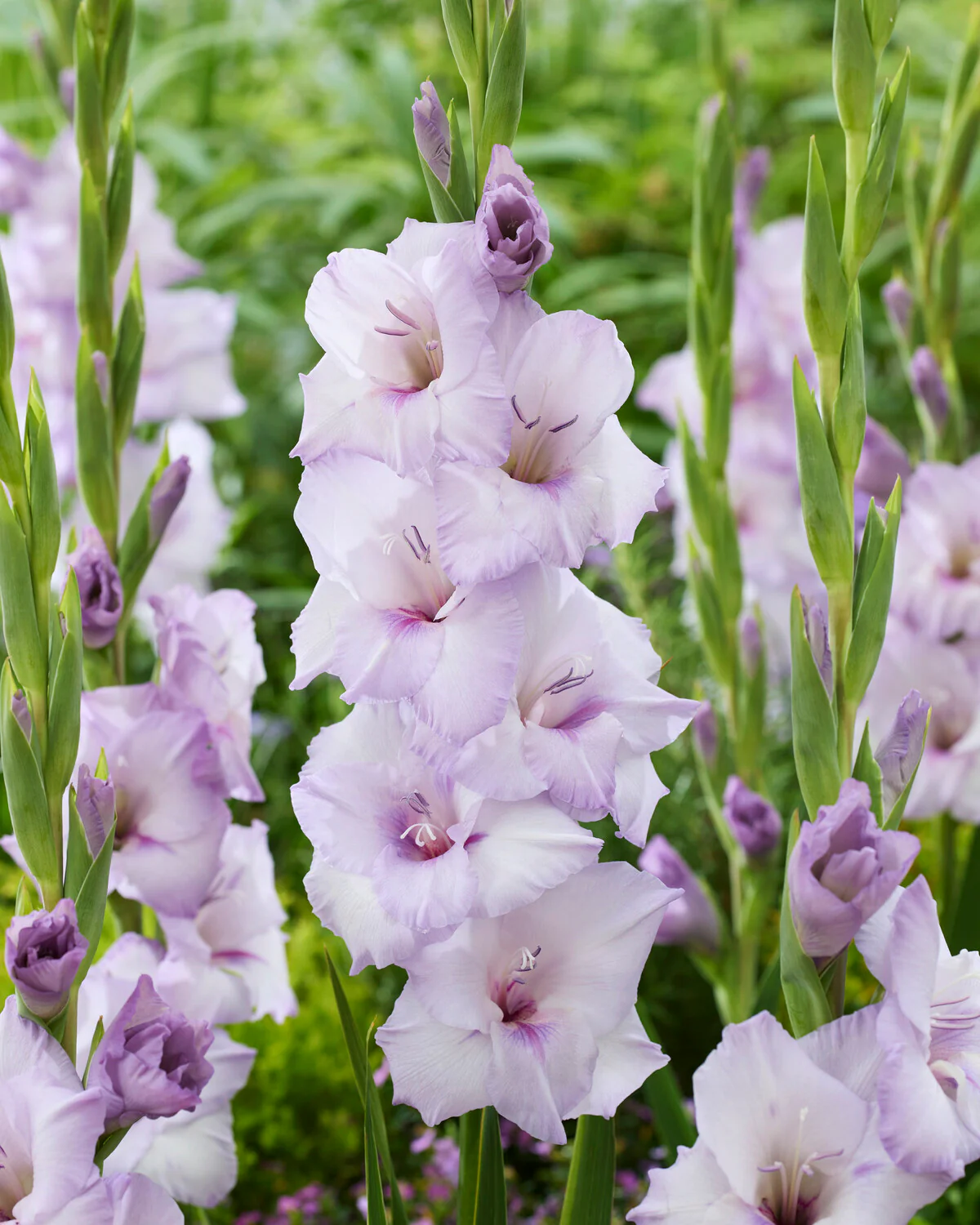 Gladiolus 'Blue Tropic'