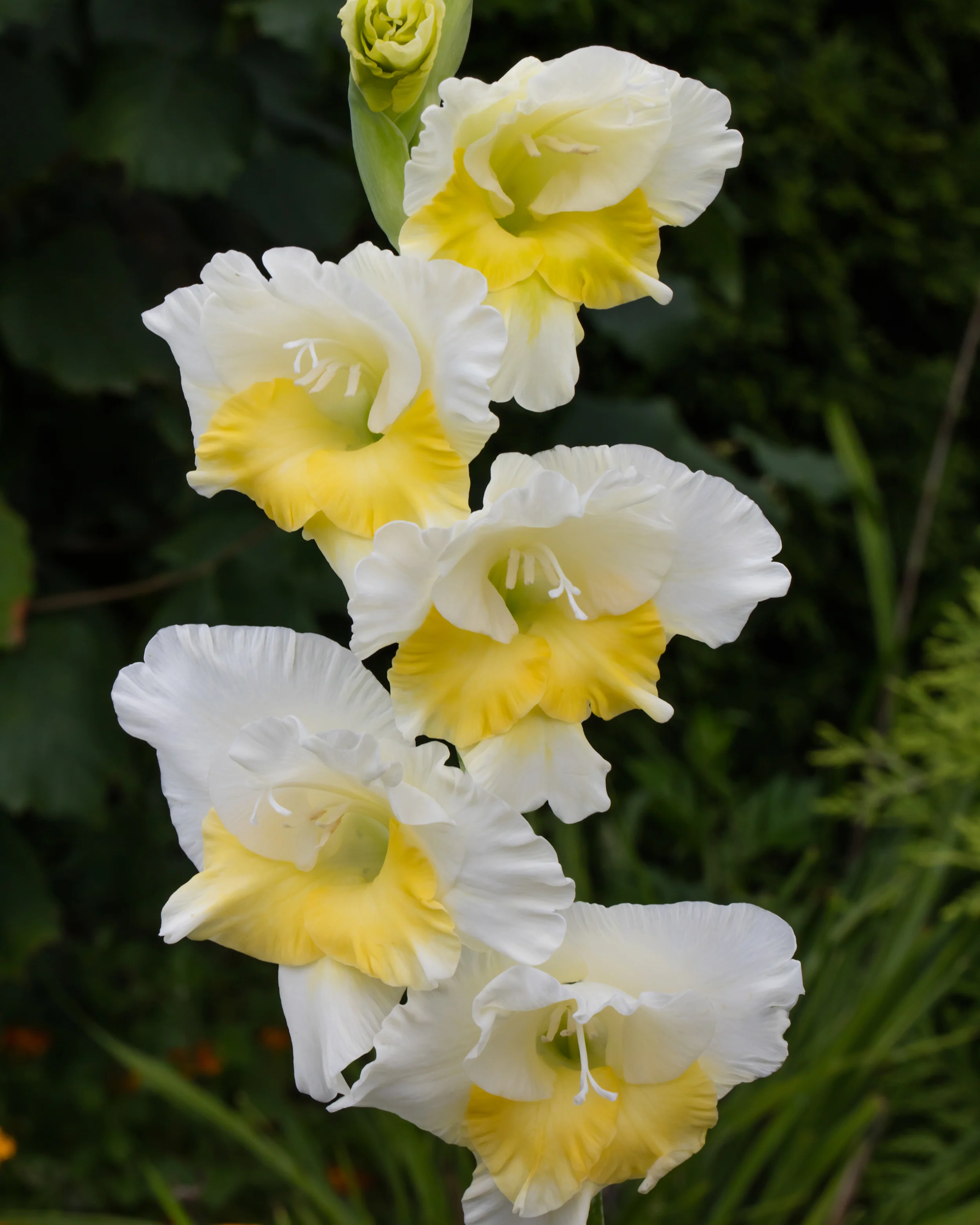 Gladiolus 'Buggy' - Image 6