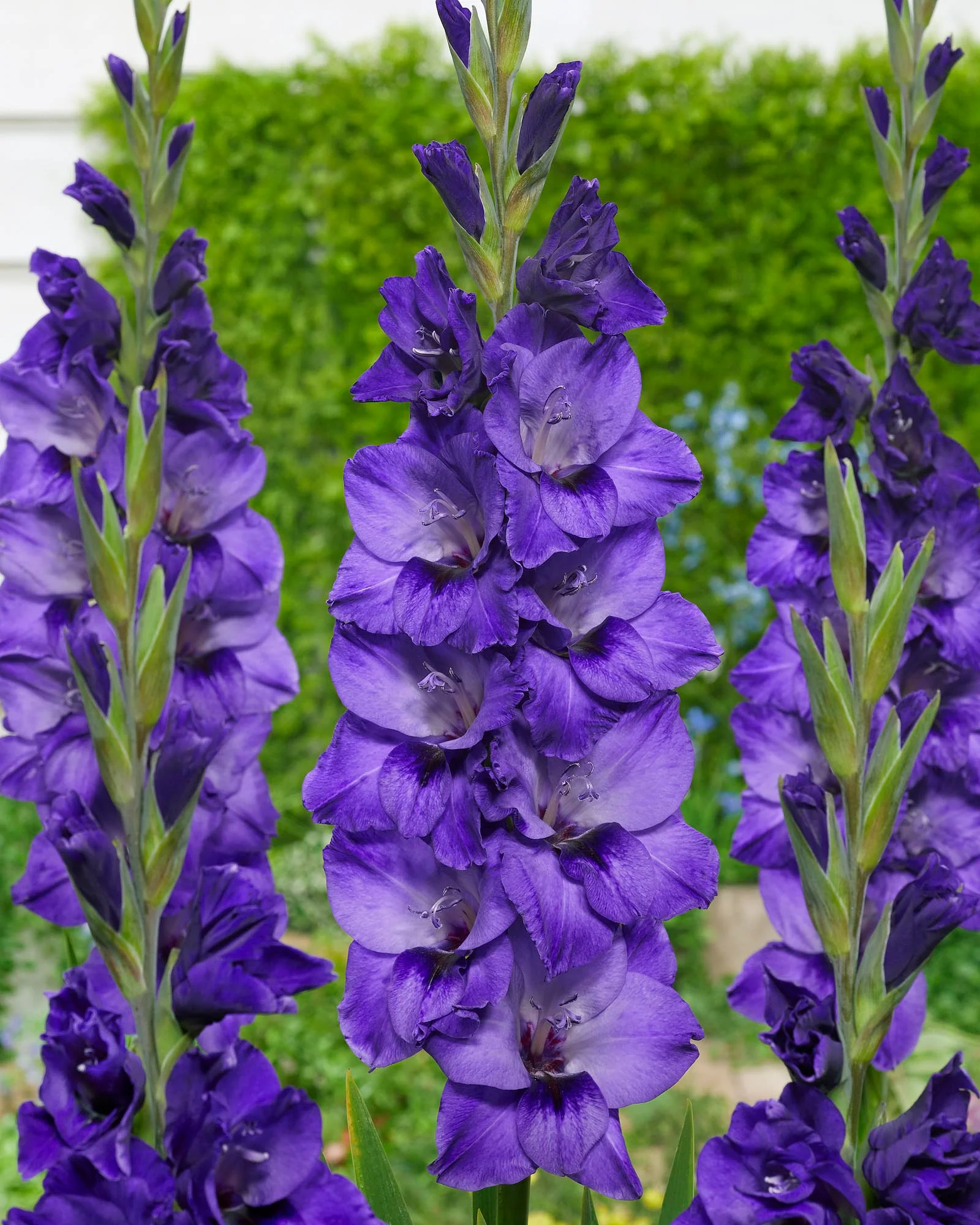 Gladiolus 'Cookie'