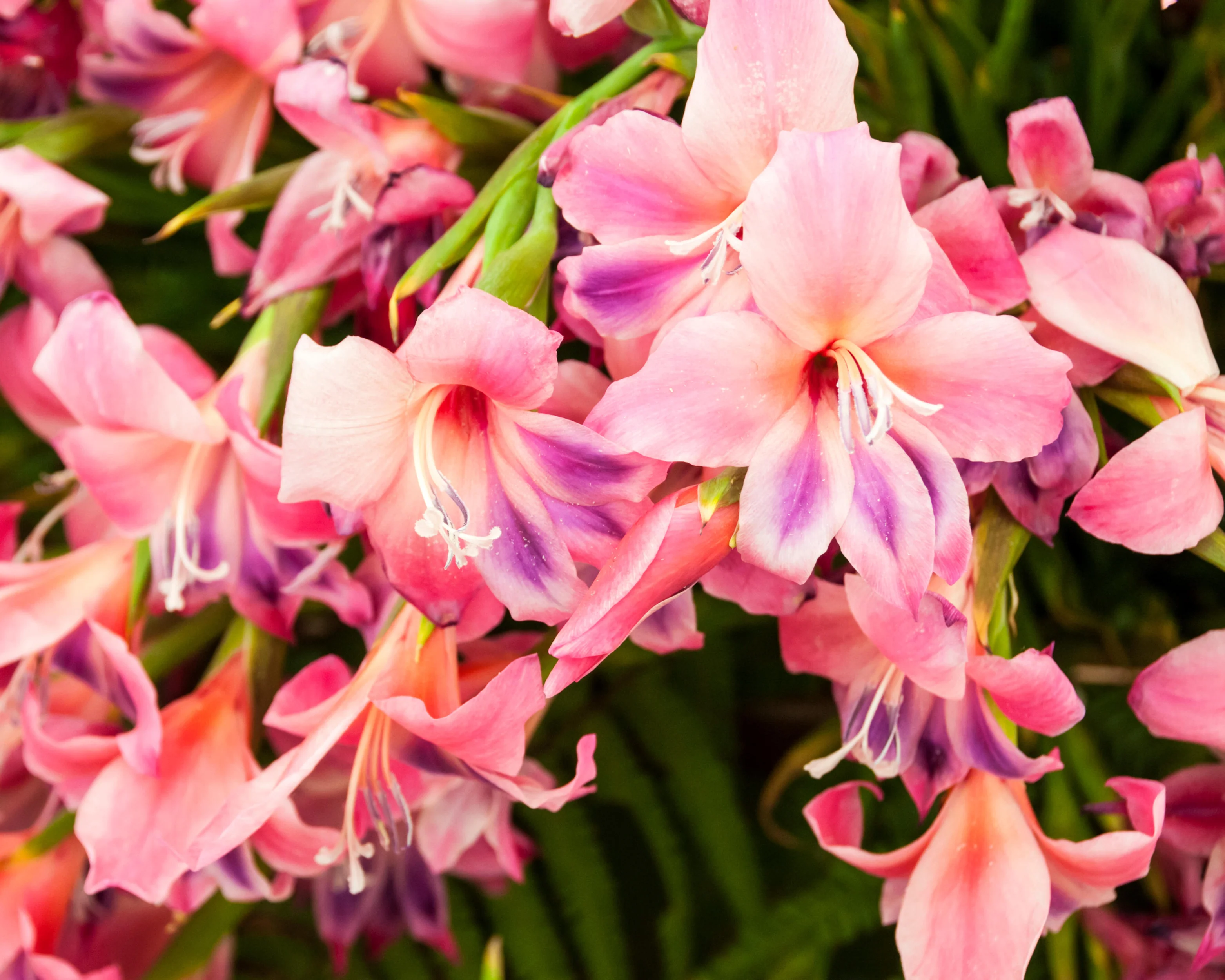 Gladiolus 'Vulcano' - Image 11