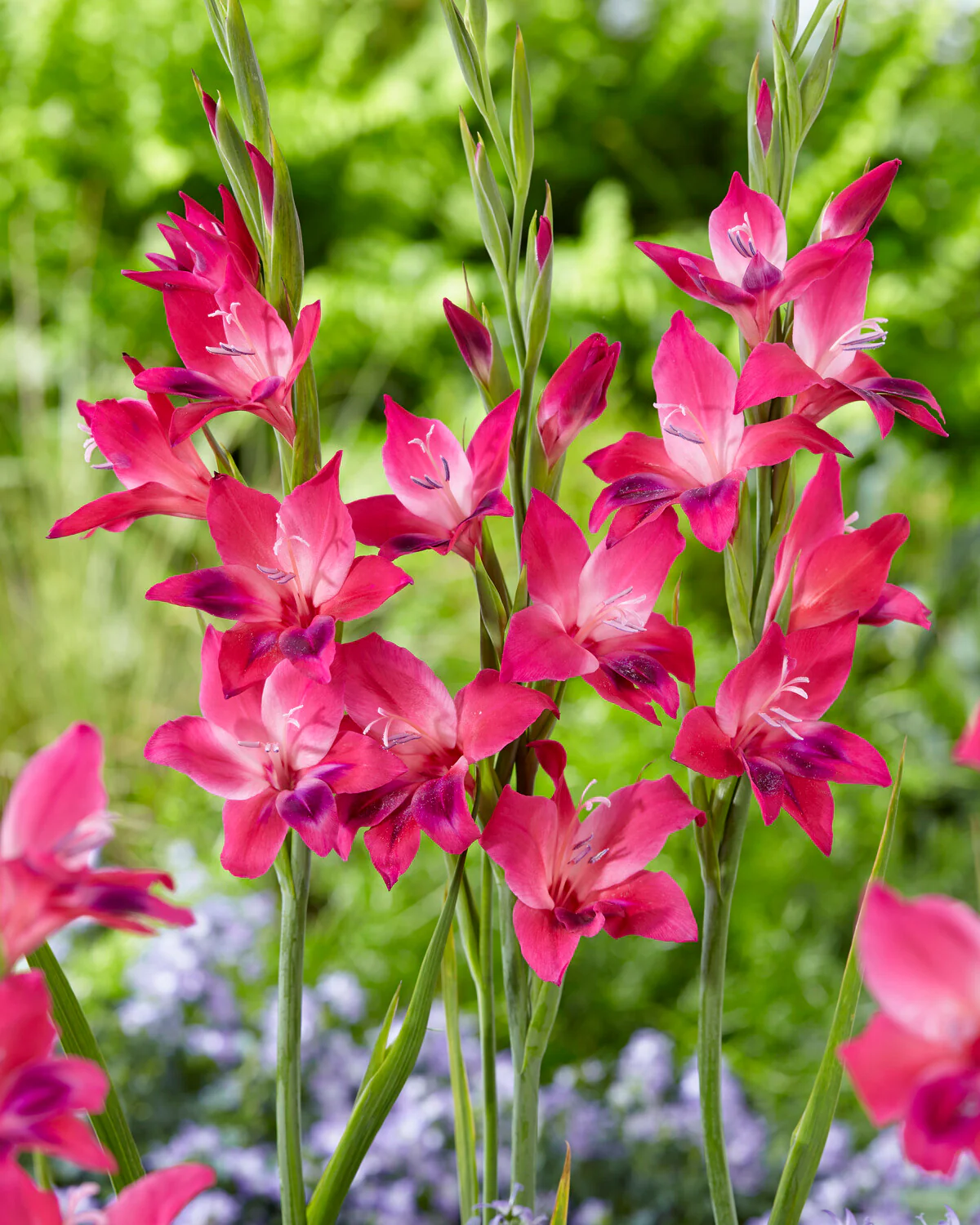 Gladiolus 'Vulcano' - Image 2